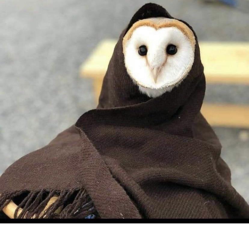 PsBattle this owl wrapped in a blanket