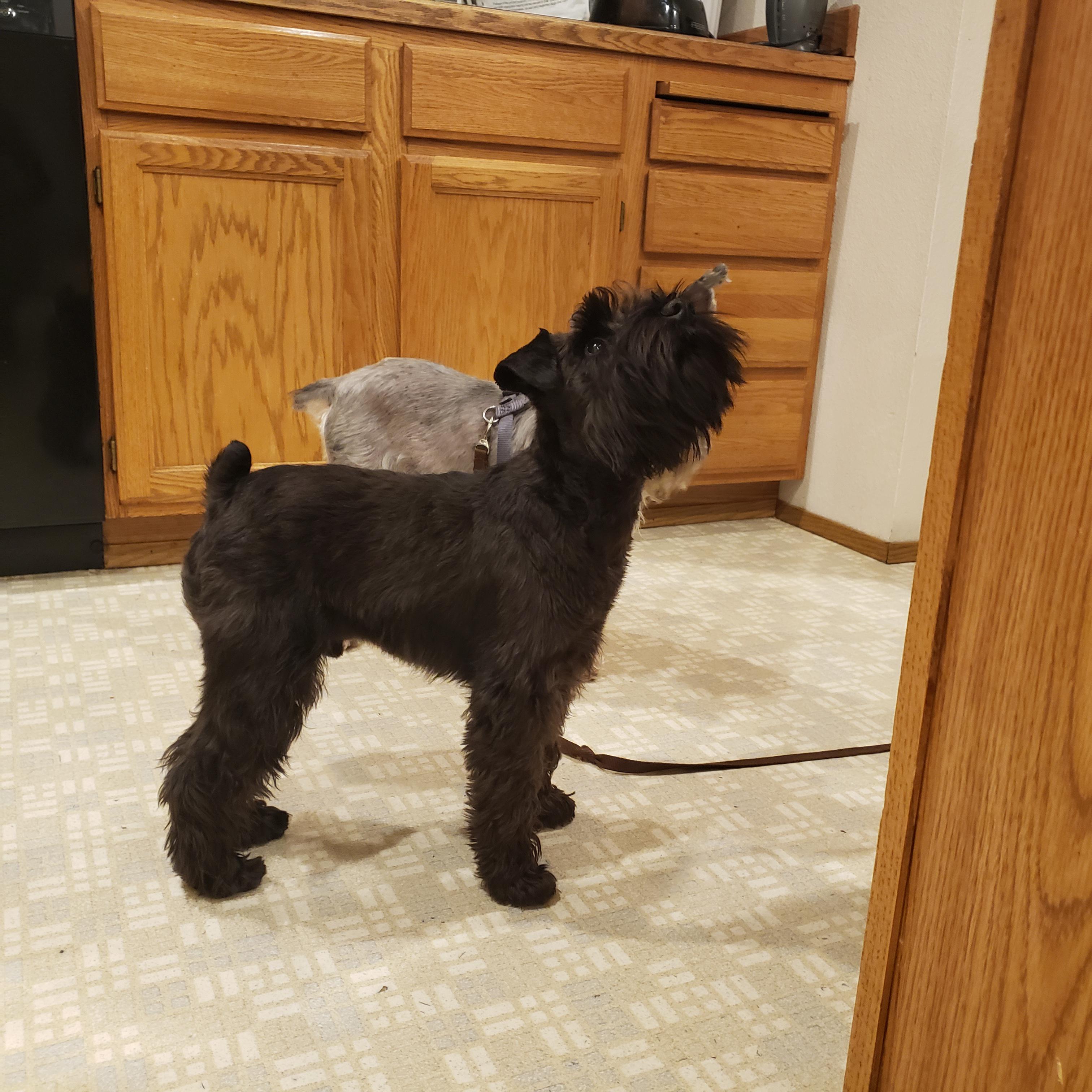 2nd Hand Stripping Session Today. 6 Months Old r/schnauzers