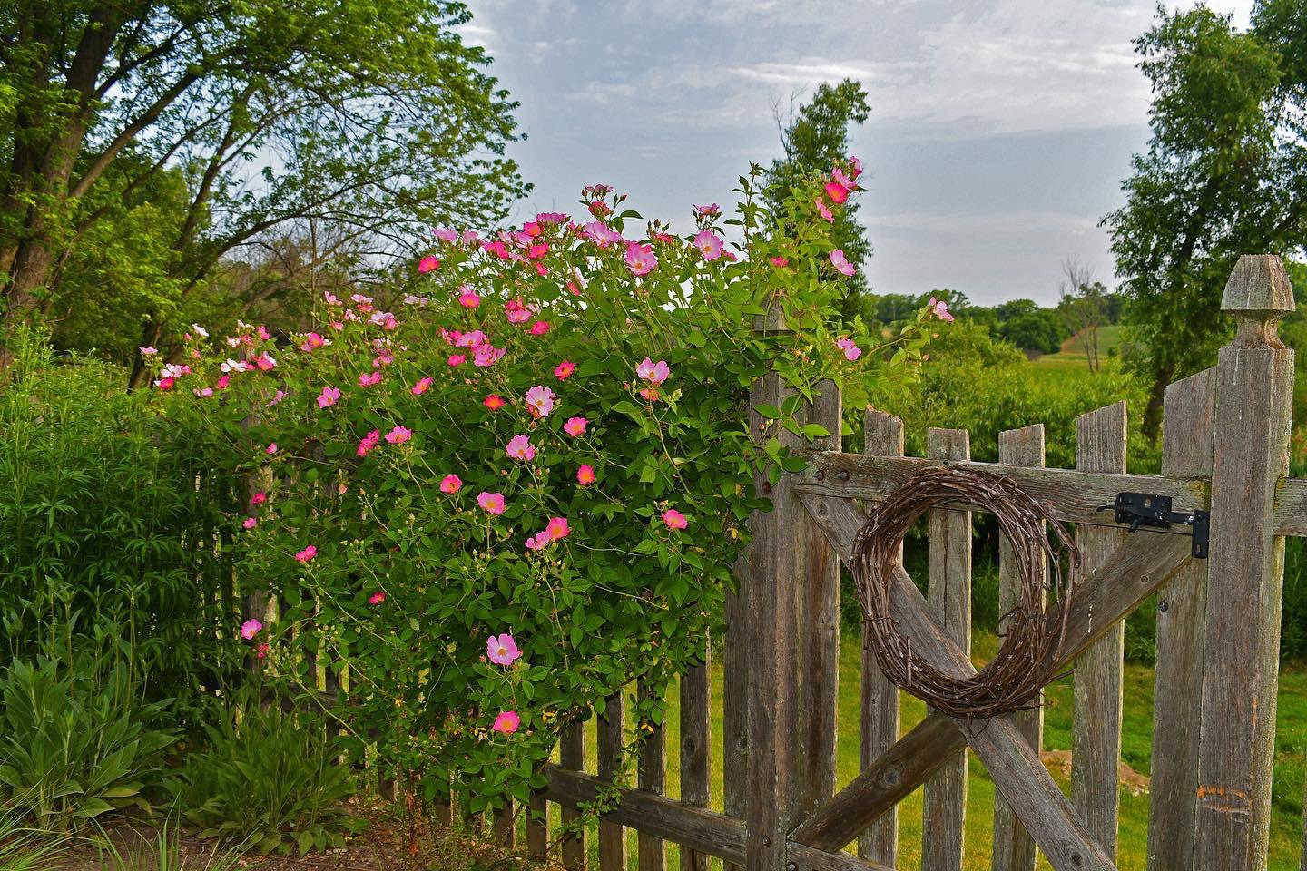 My Climbing Prairie Rose (rosa setigera) is showing off after nearly