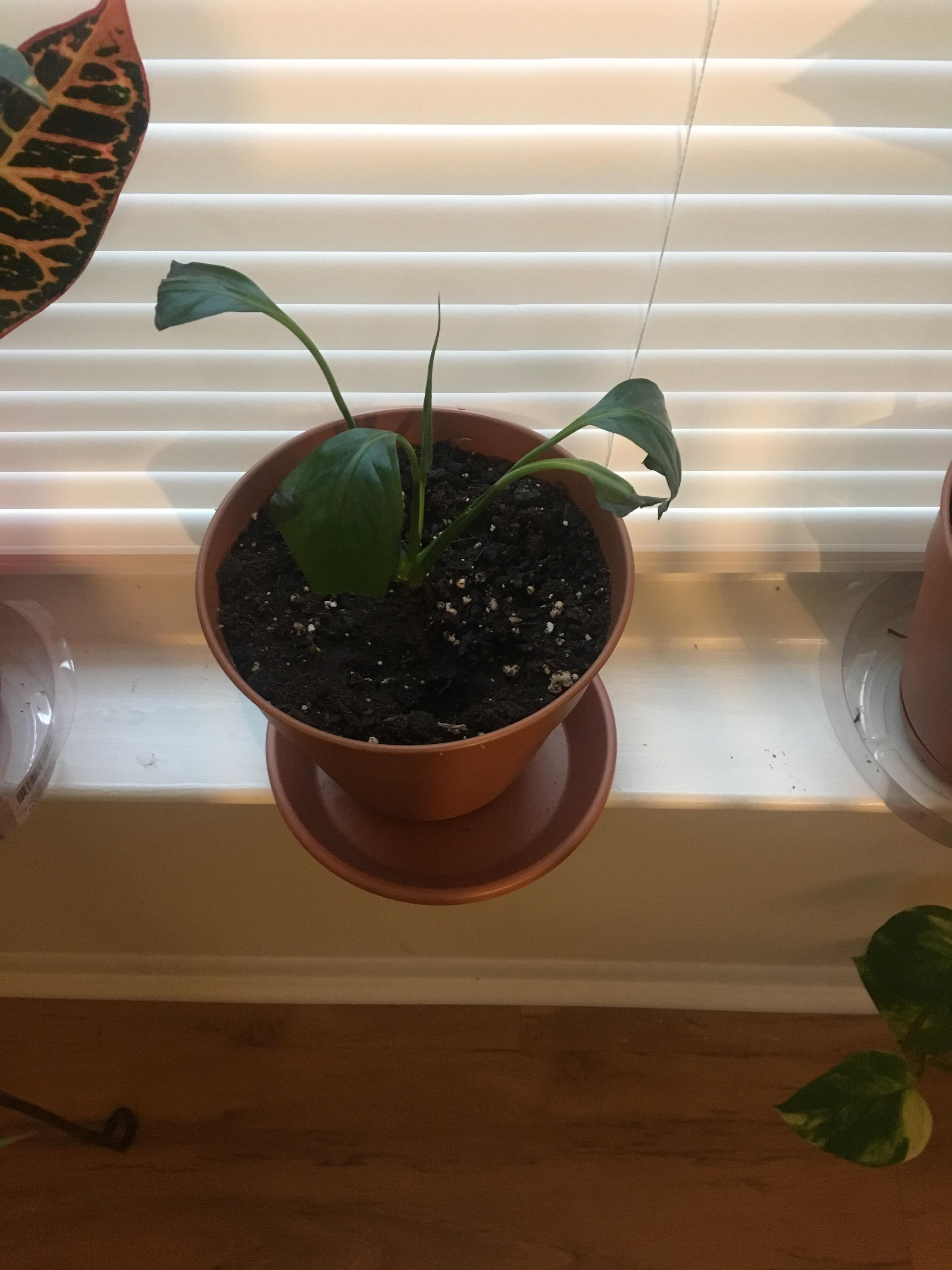 Can this plant be saved?? r/houseplants