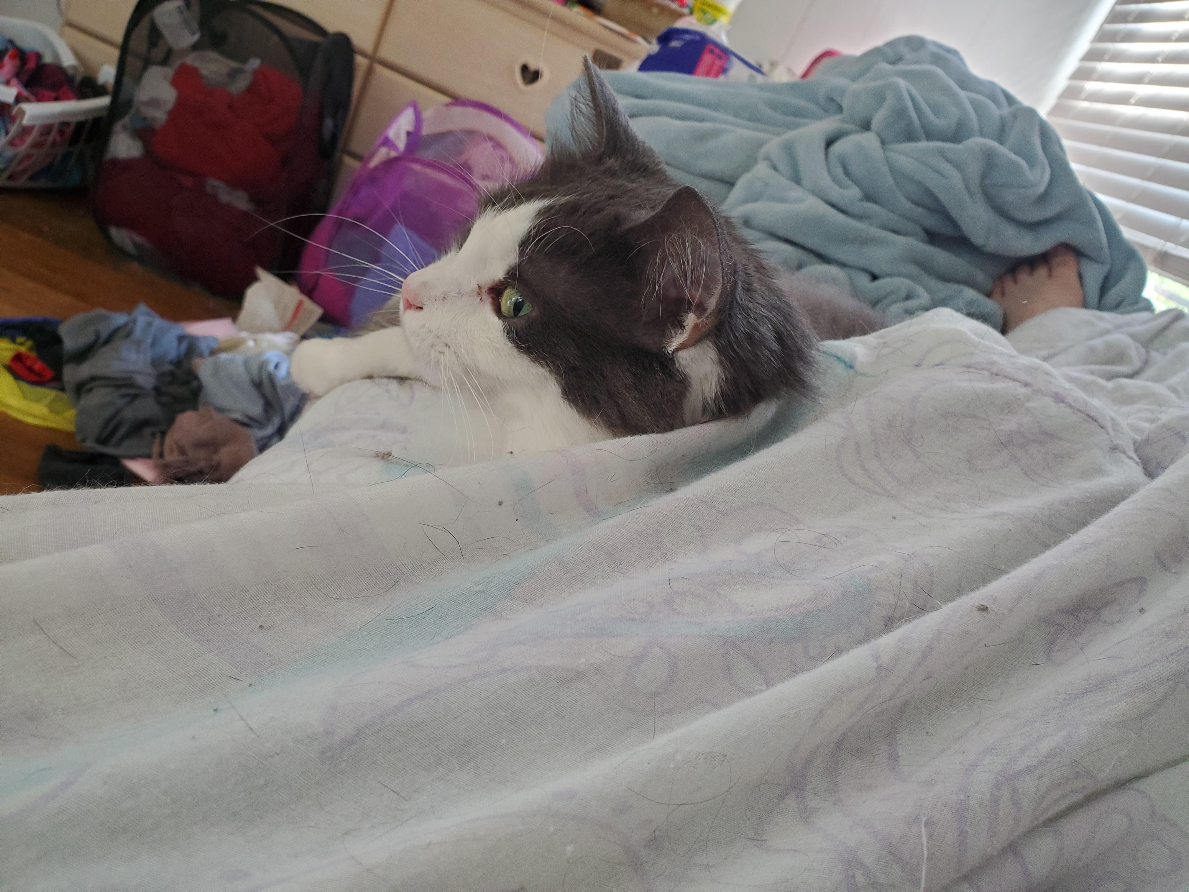 He decided to move my comforter so it would cover him r/cutepets