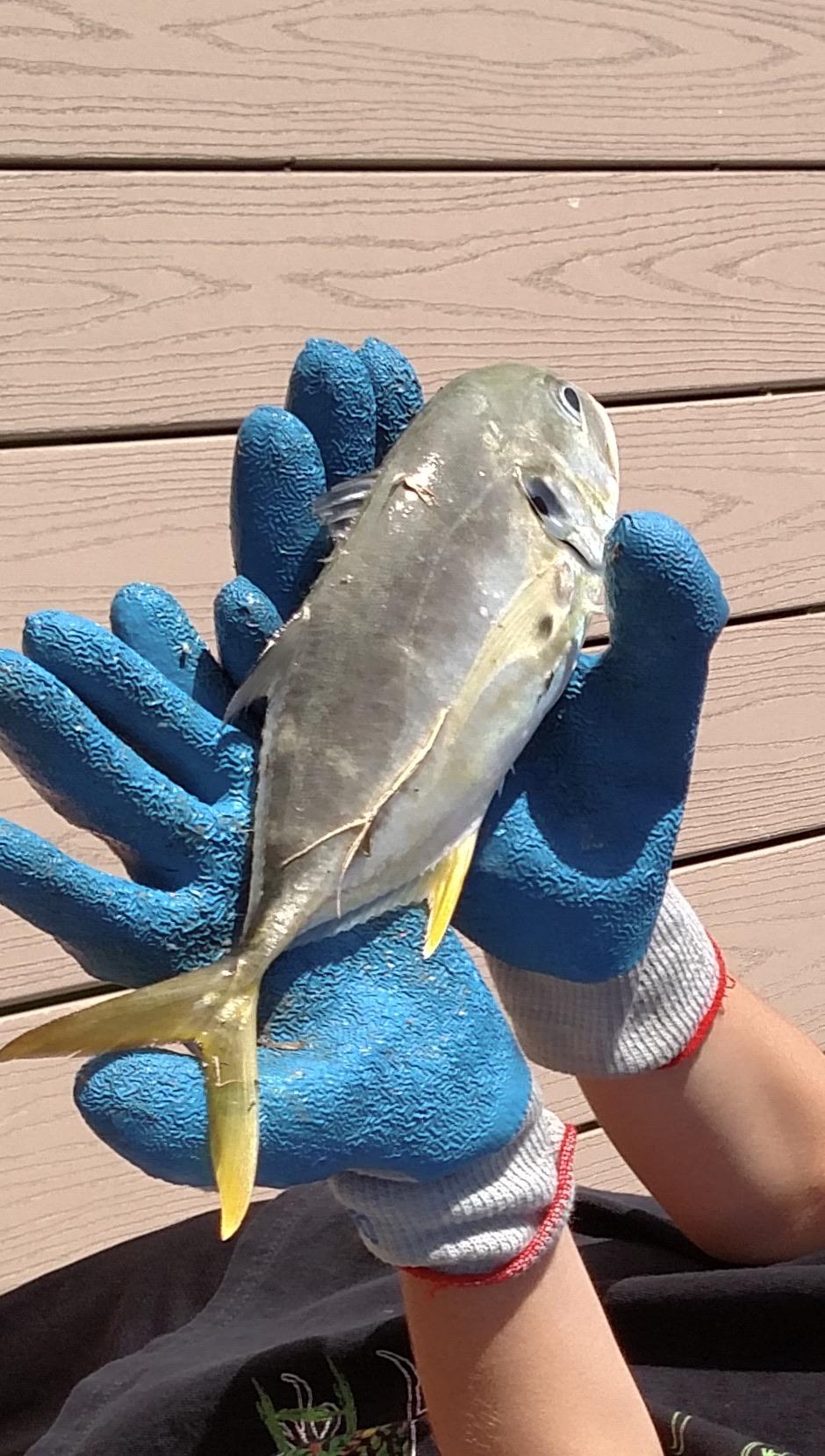 Could you identify this fish? Caught in salt water canals in Marco