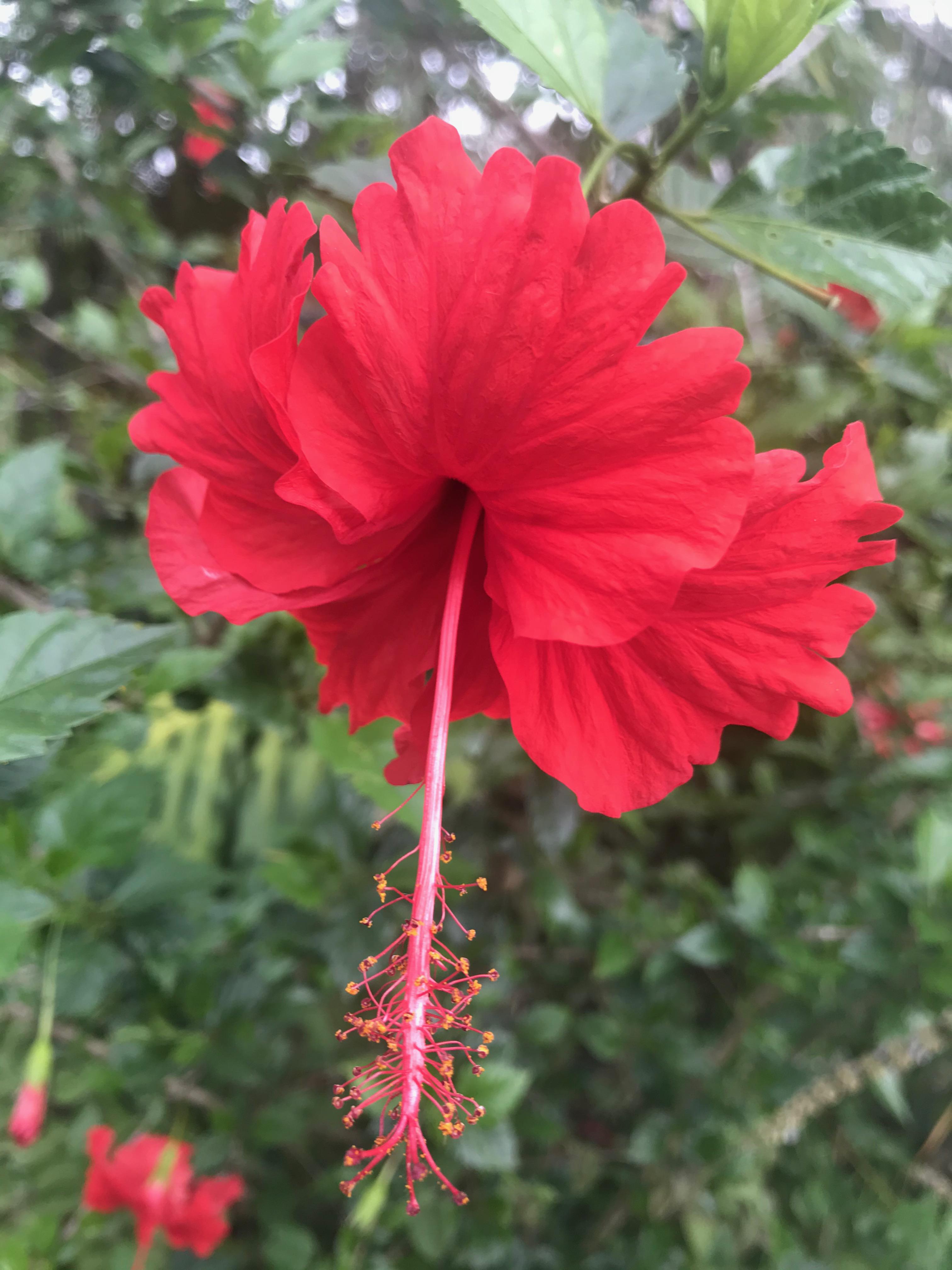 Beautiful Red flower (Hibiscus?) r/flowers