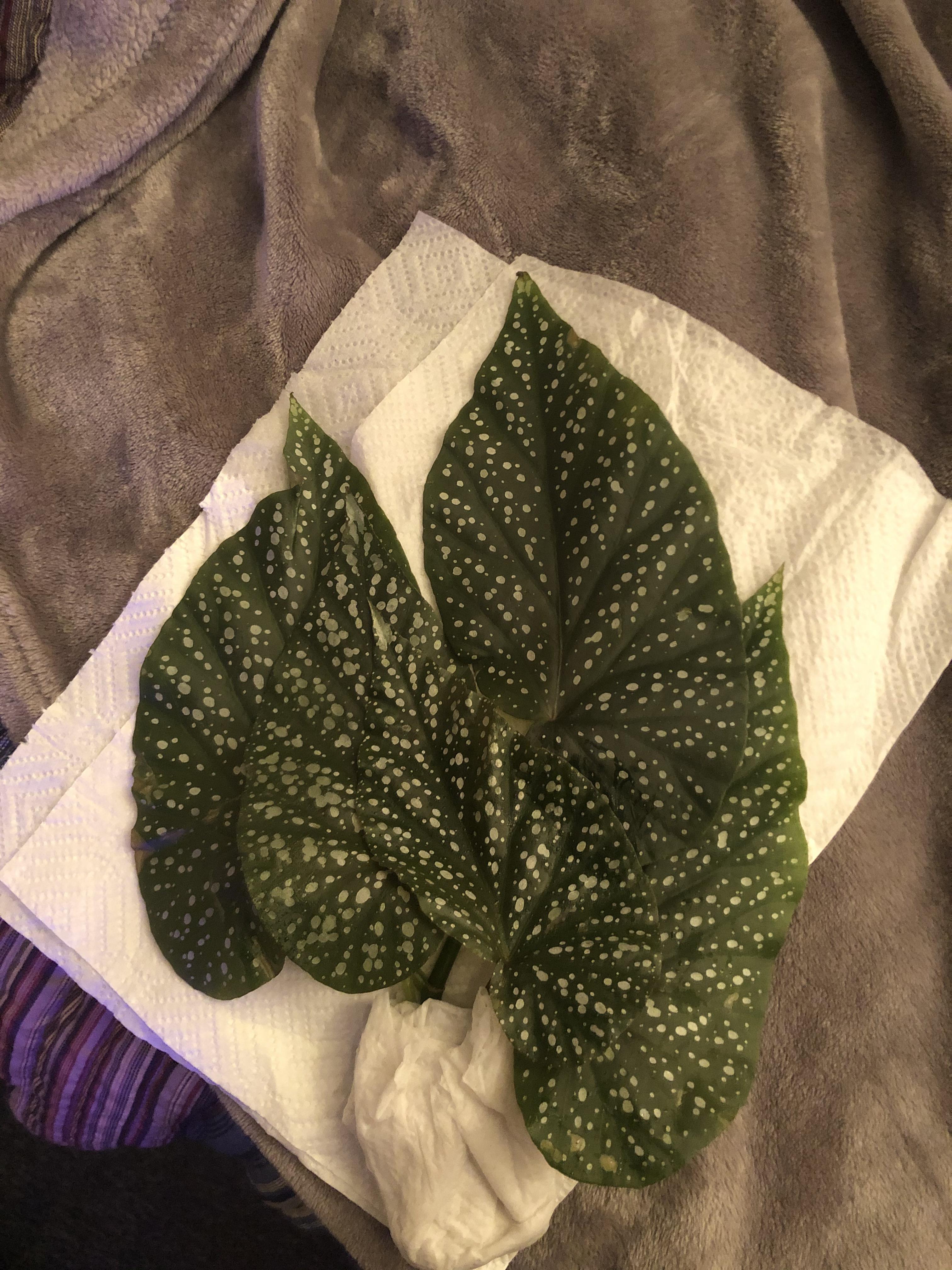 The most beautiful angel wing begonia cuttings I received from a friend