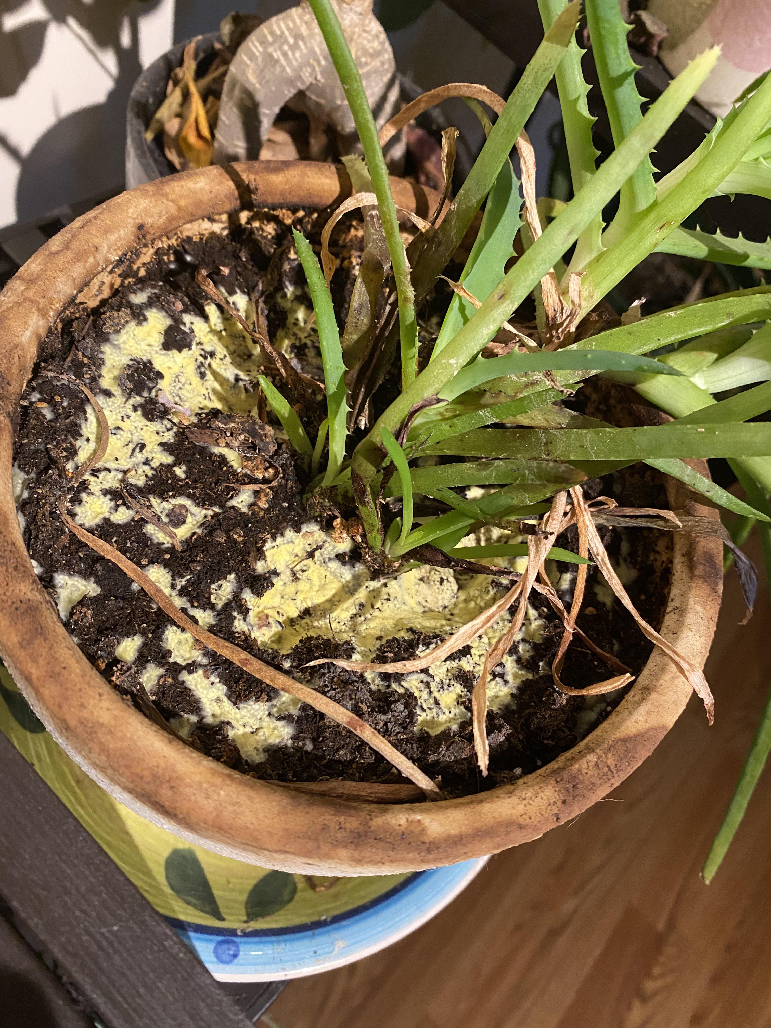 Green Stuff Growing on my Aloe Vera plant, is it mold or algae? r/gardening