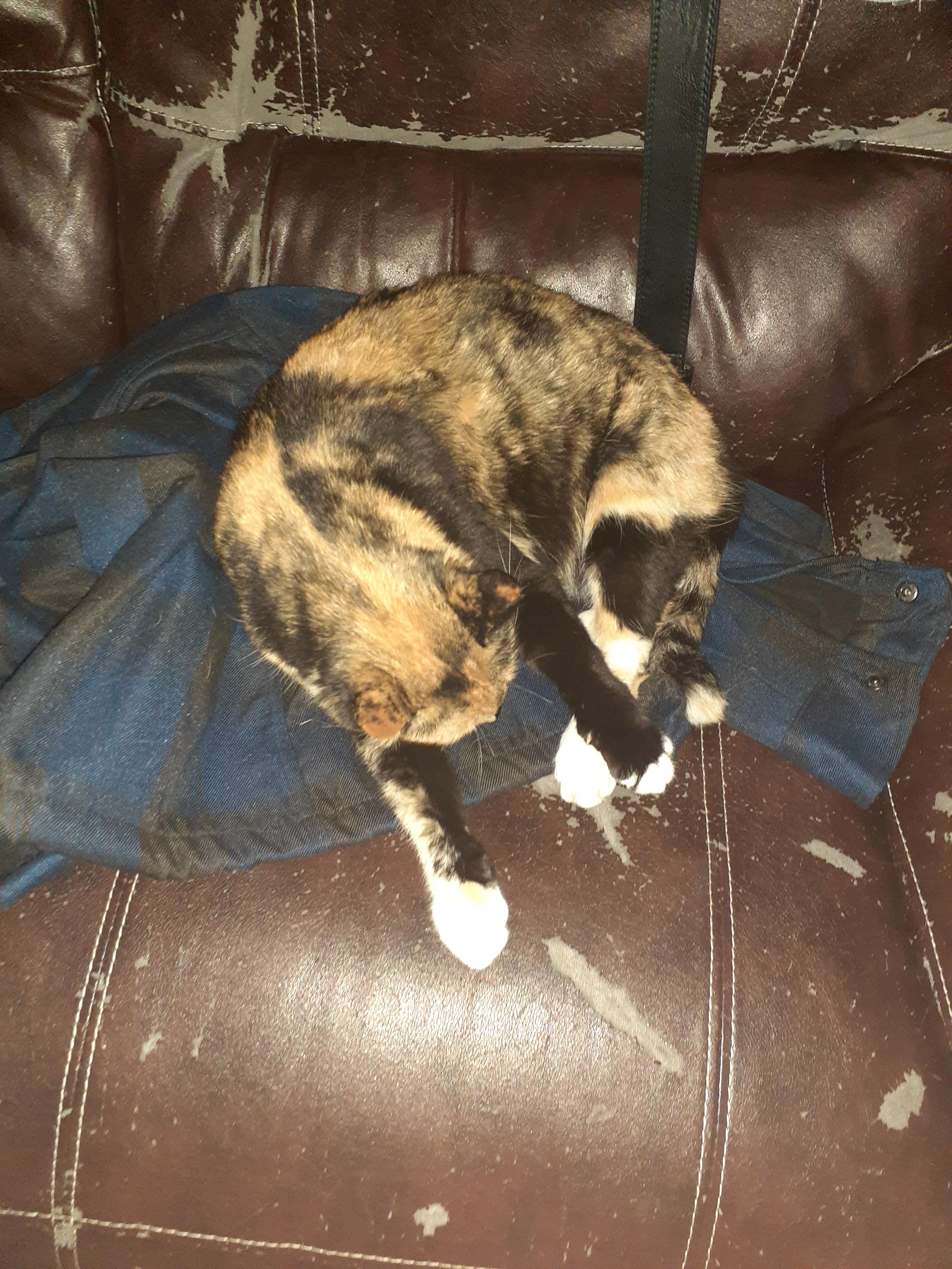 Our cat duck sleeping on my jacket, any time I visit he only ever