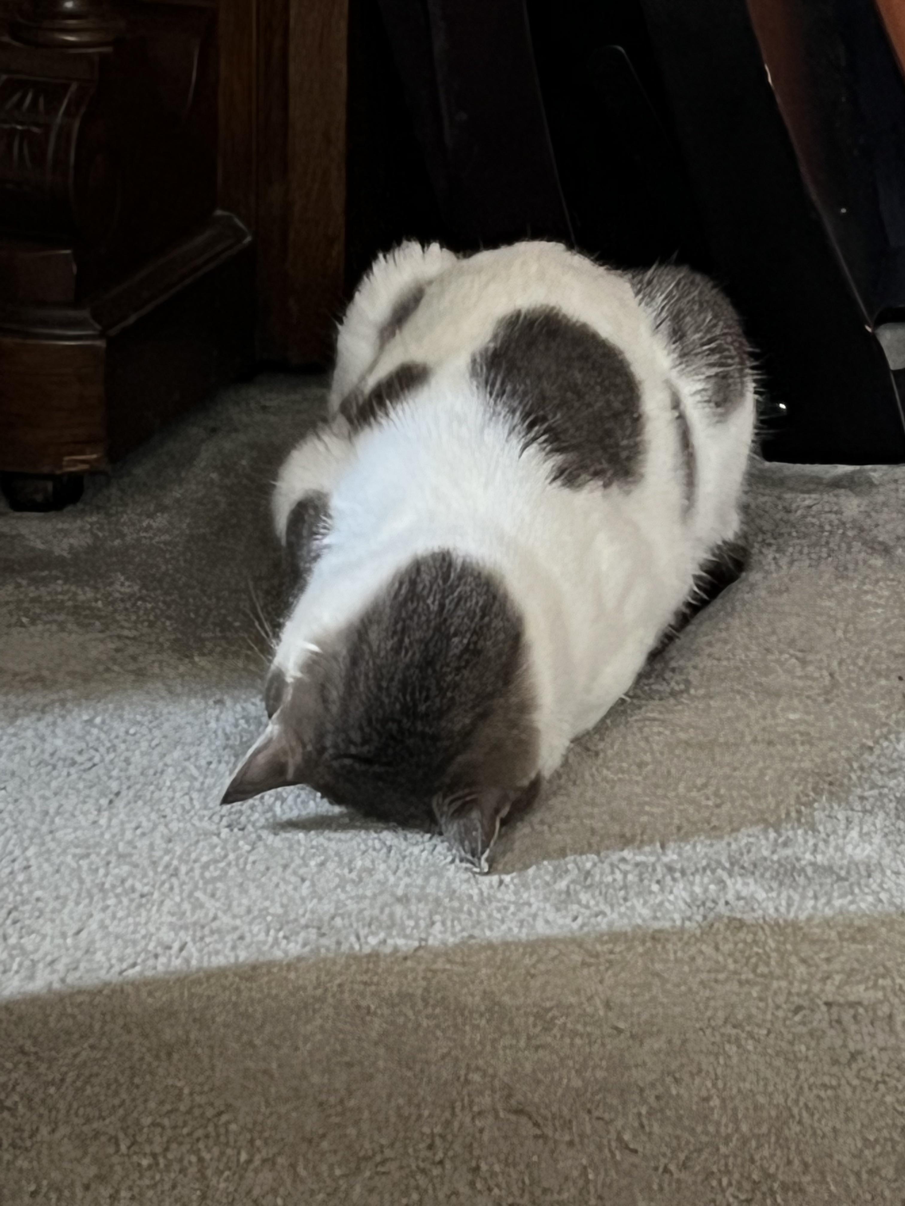 he decided to faceplant on the floor instead of cuddle with me r