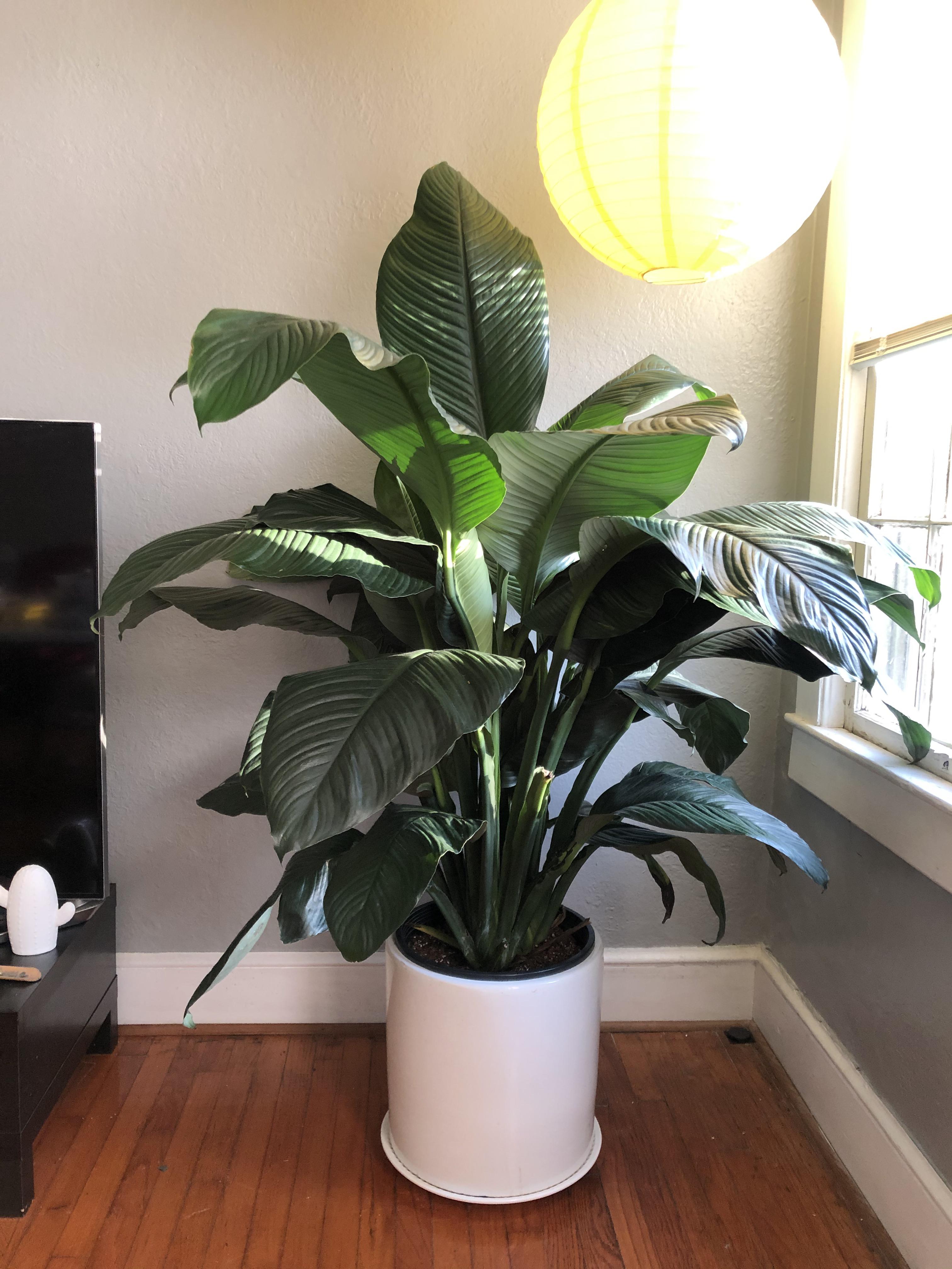 Meet Big Green, the big peace lily. r/houseplants