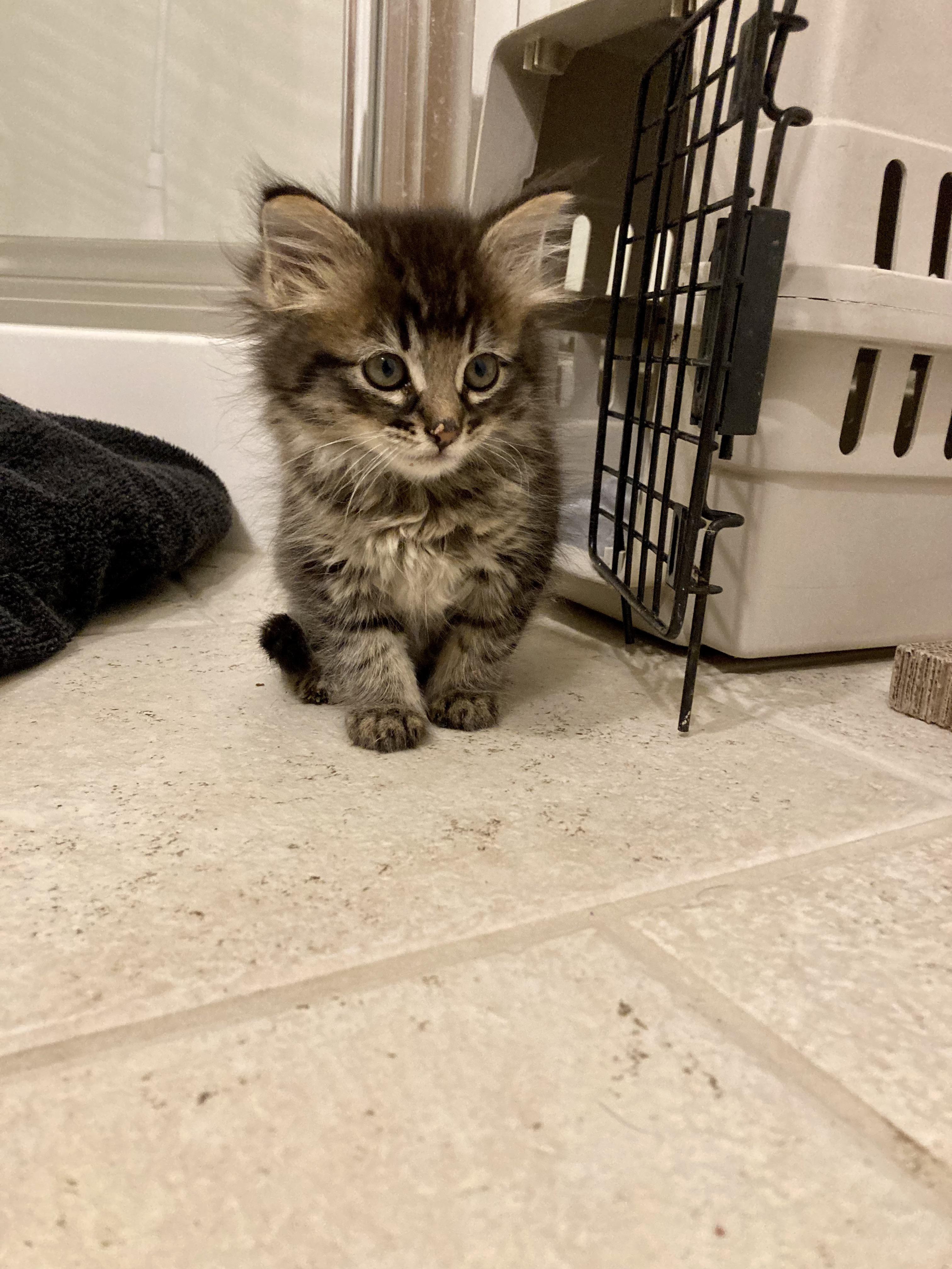 Thinking our foster kitten has some Maine coon in him he’s very vocal