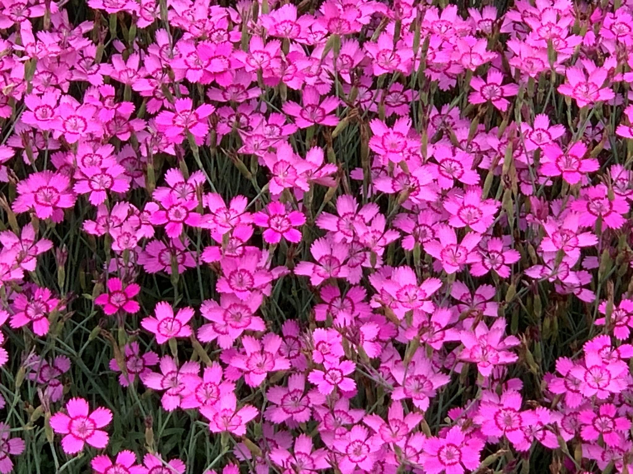 I saw these beautiful flowers at a local garden in Ontario, Canada