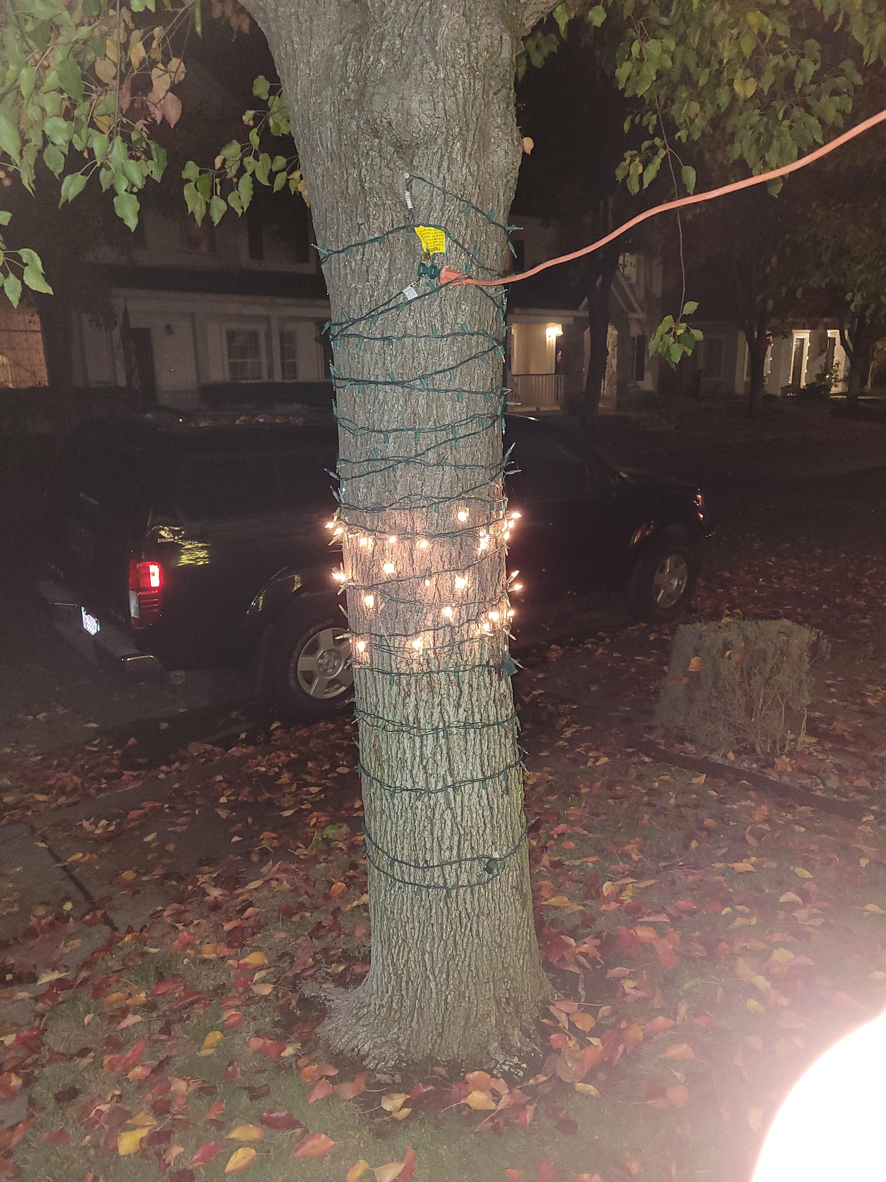 The squirrel chewed my Christmas lights a day after I put it up. r/mildlyinfuriating