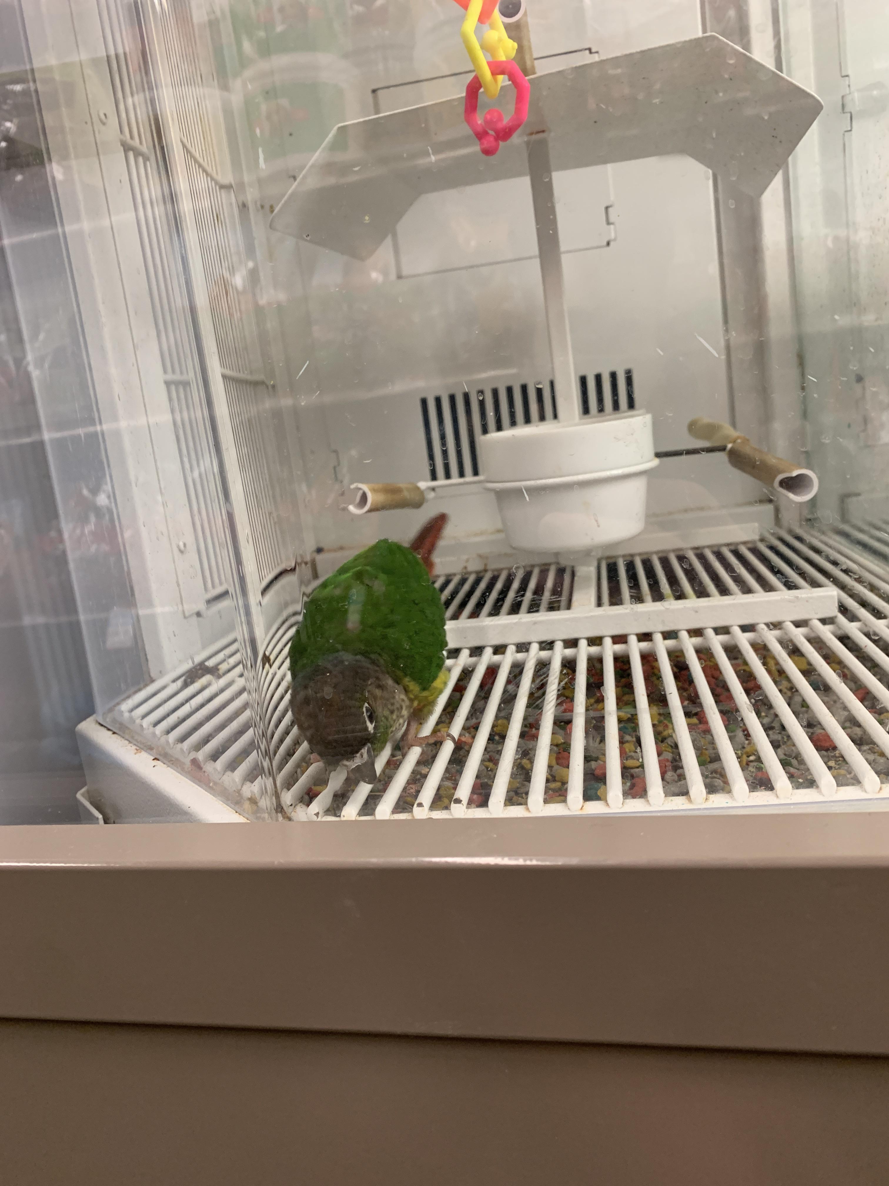 GCC from Petco. I’ve heard Petco not best place to buy birds. Does it