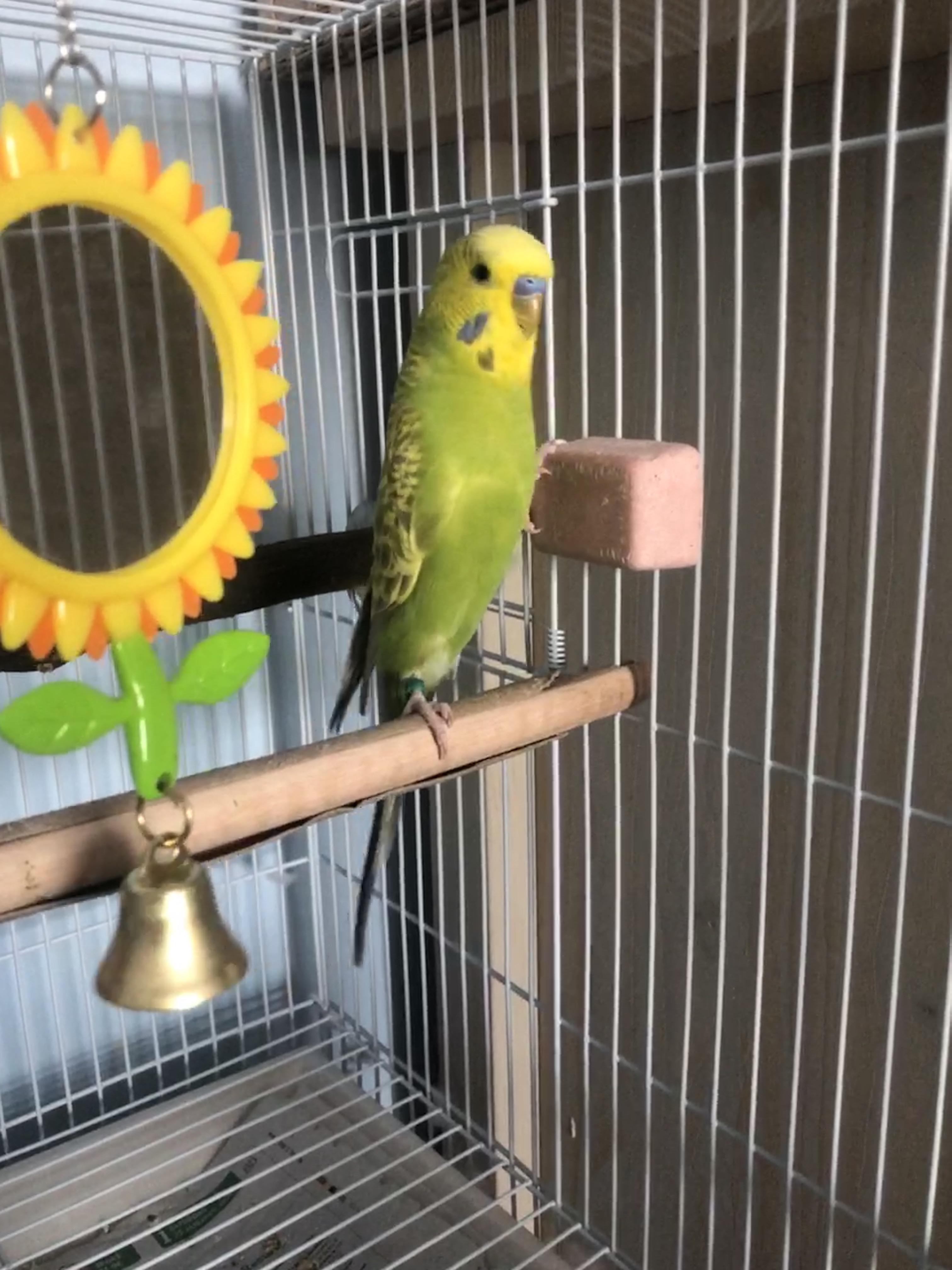 Help, my bird is terrified of me. No matter how hard I try or how long