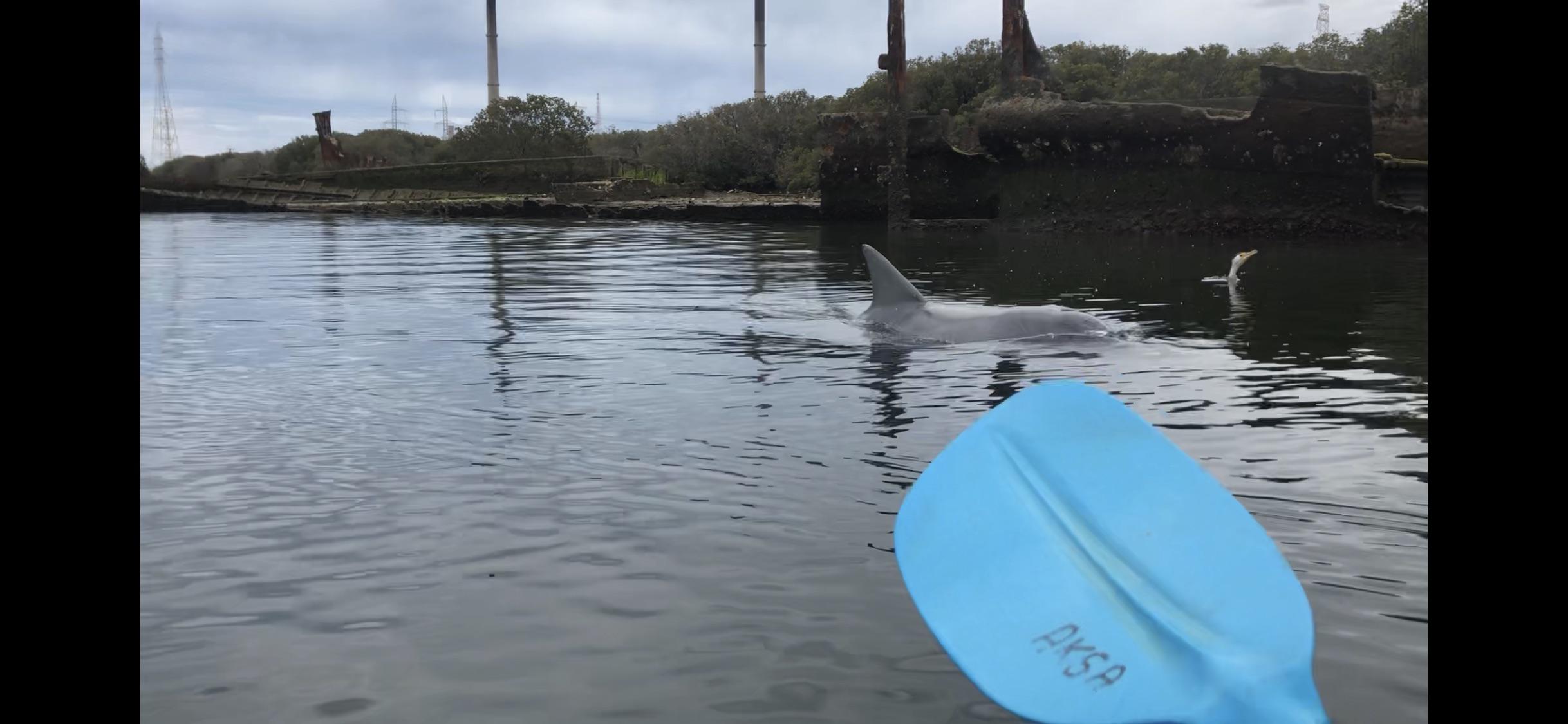 Kayaking with company on the port river Adelaide r/Kayaking