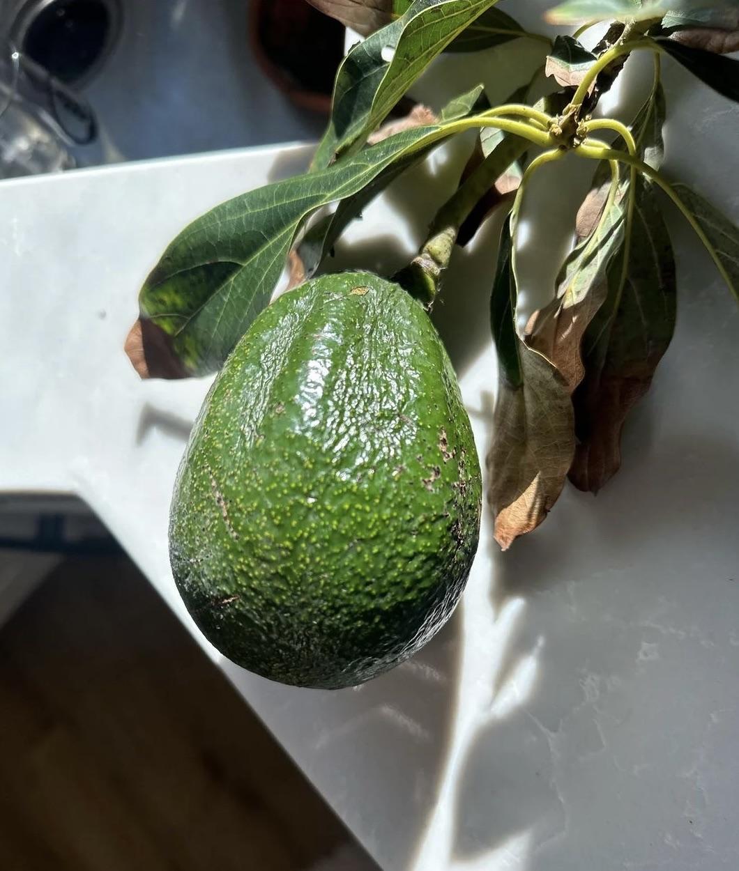Why are my avocados getting ridges? r/gardening