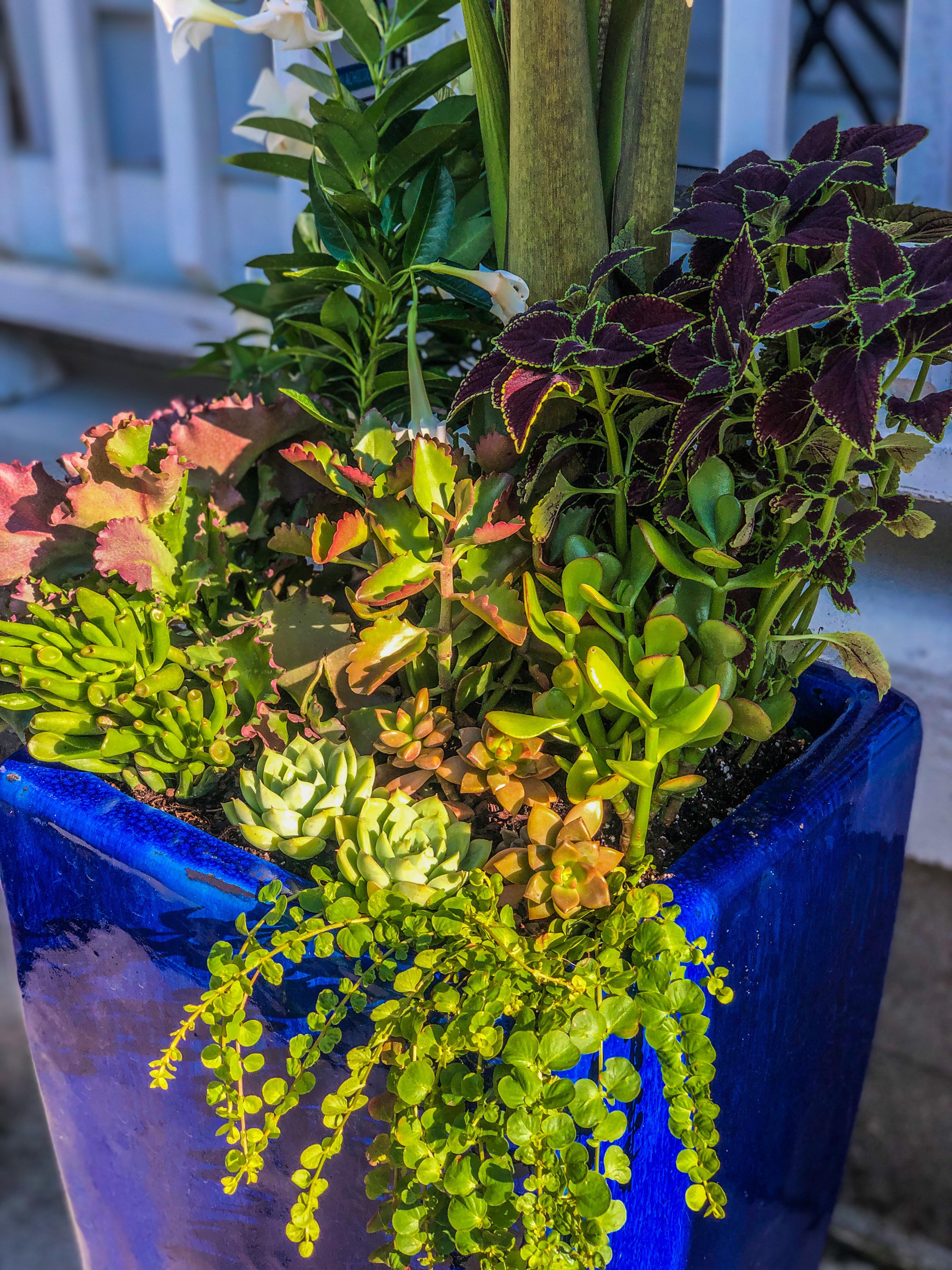 Walmart special lol! Was impressed how there plants looked over the