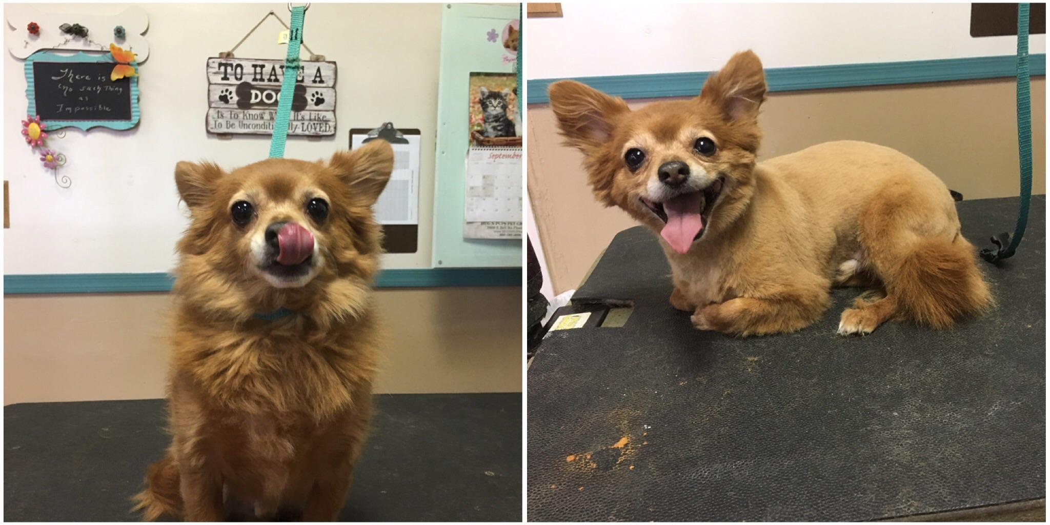 He was "overgrown" according to mom. I perfer his natural coat. Why do