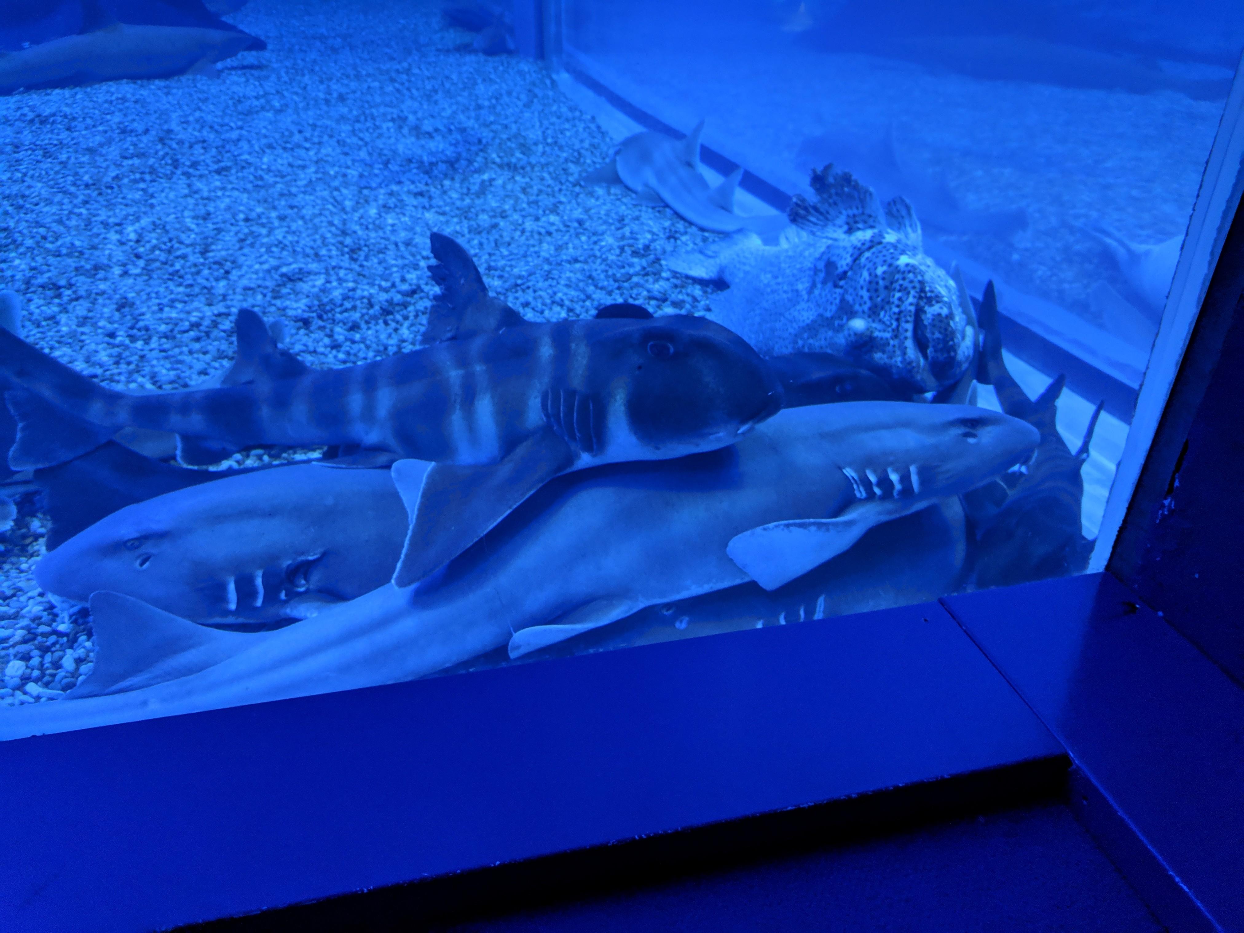 Shark Cuddles! r/TheCuddlePuddle