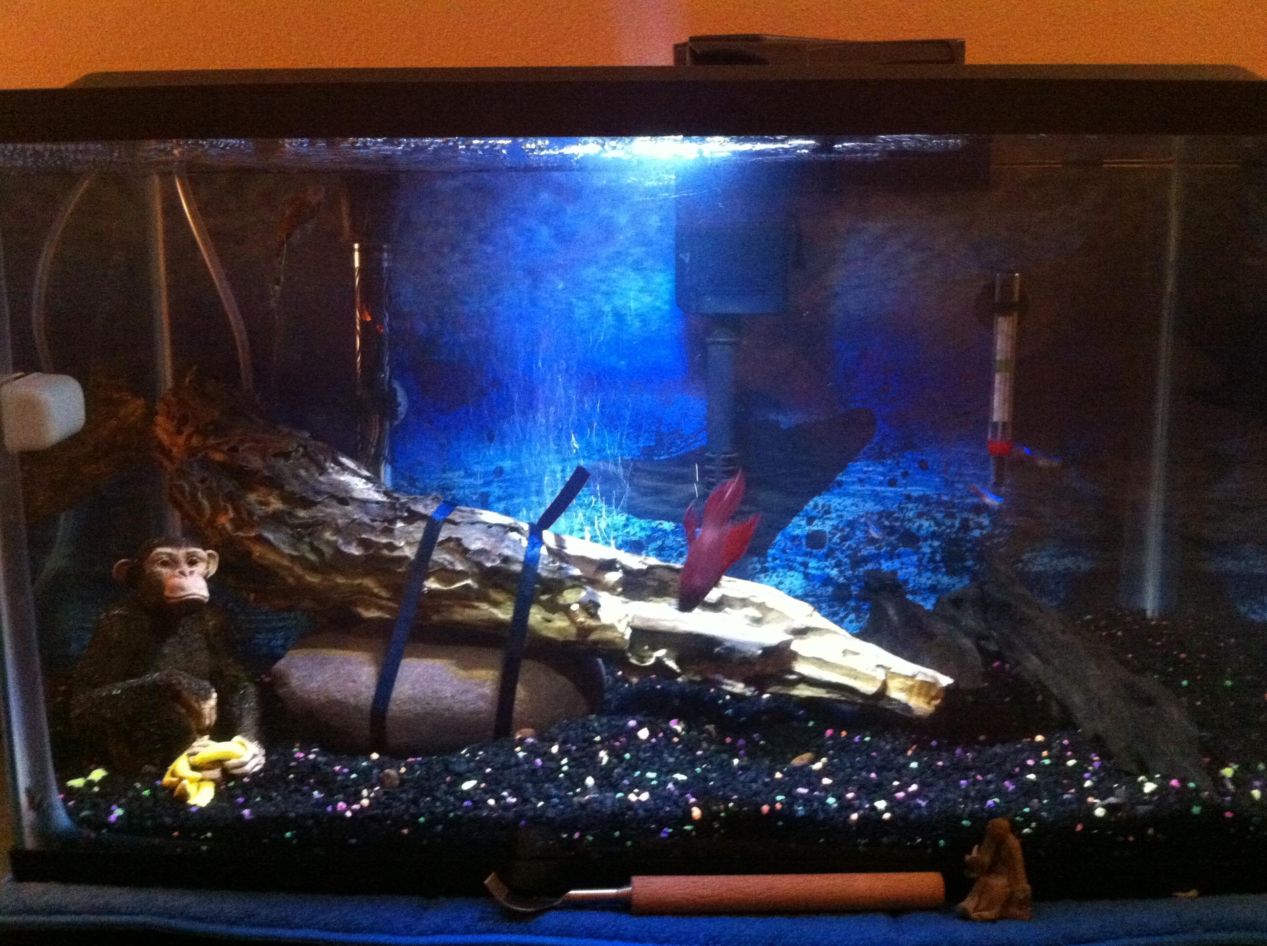 Is this all I have to do to sink driftwood? r/aquarium