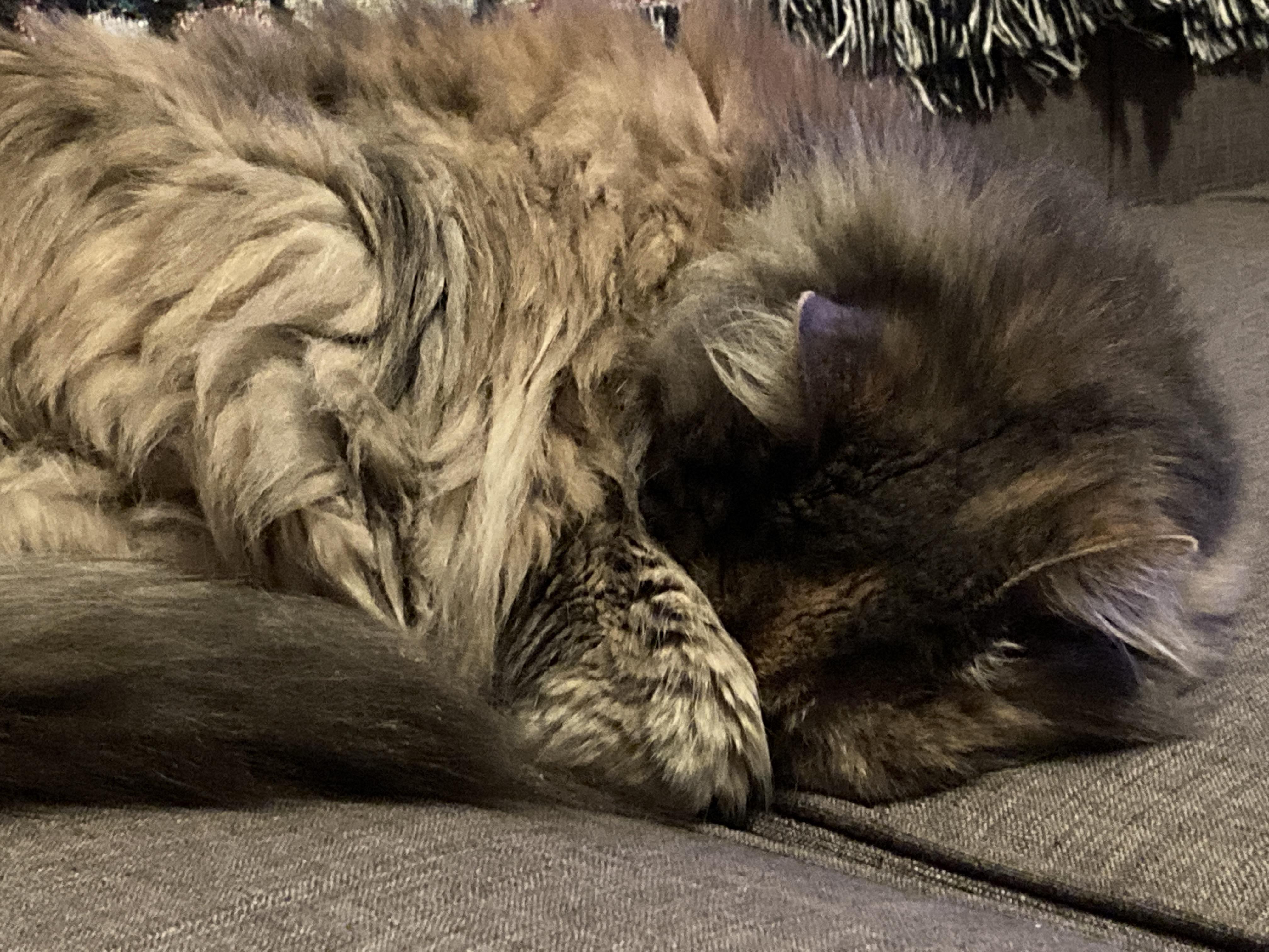 Help! Cat won’t stop peeing in the house. 😭 r/cats