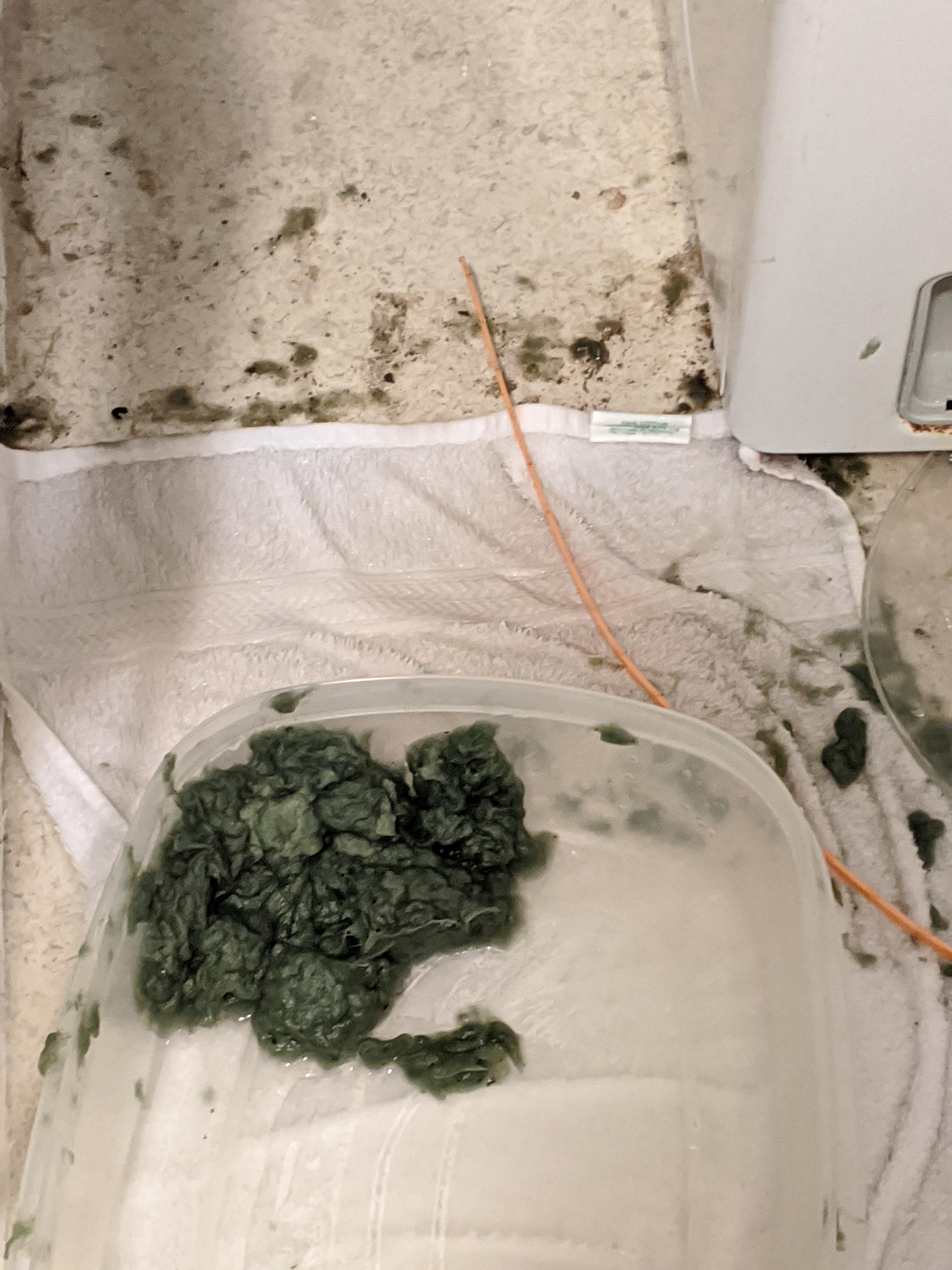 Blanket disintegrated in the washing machine and clogged the internal