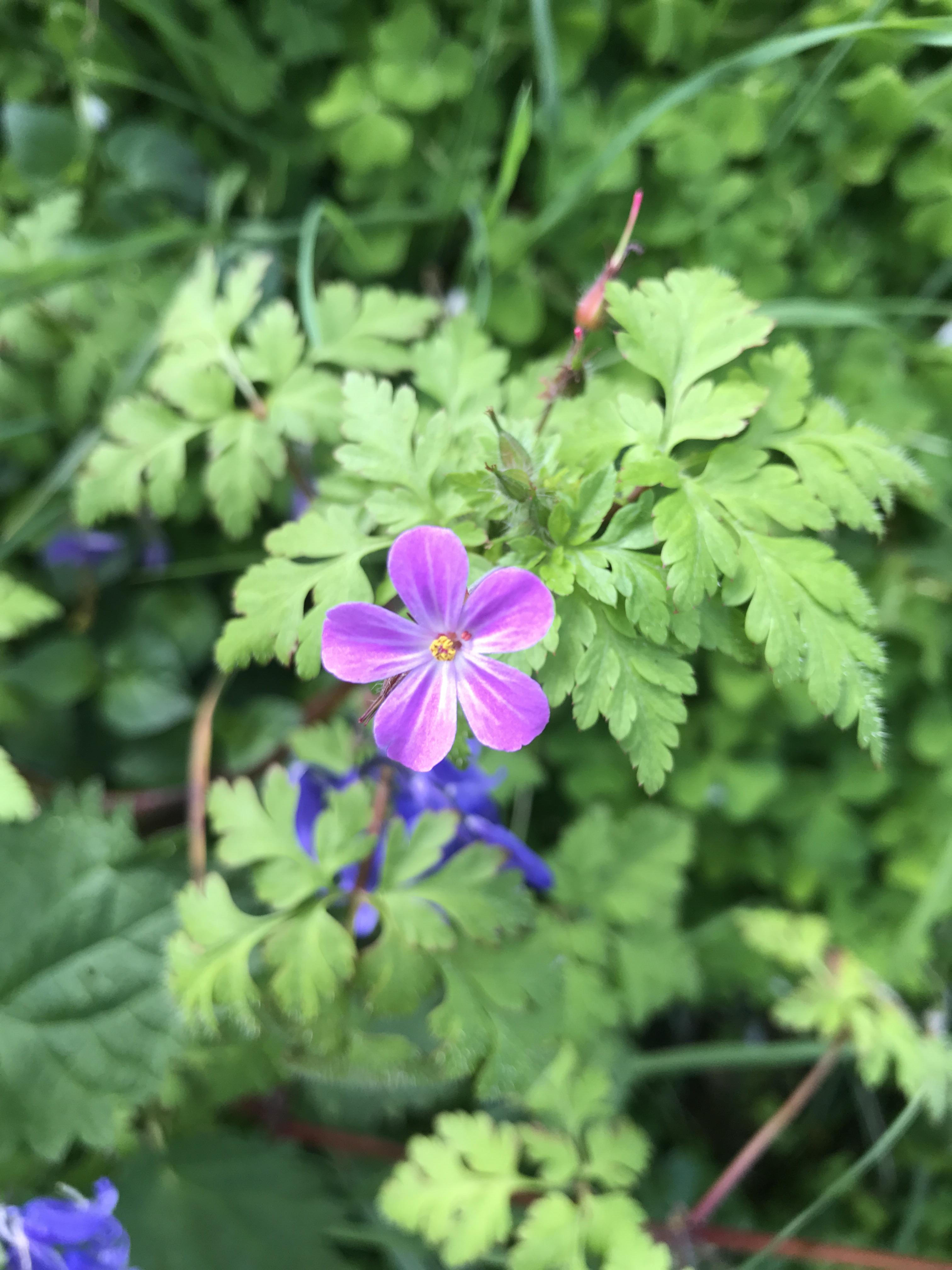 Purple flower in Wales, UK r/whatsthisplant