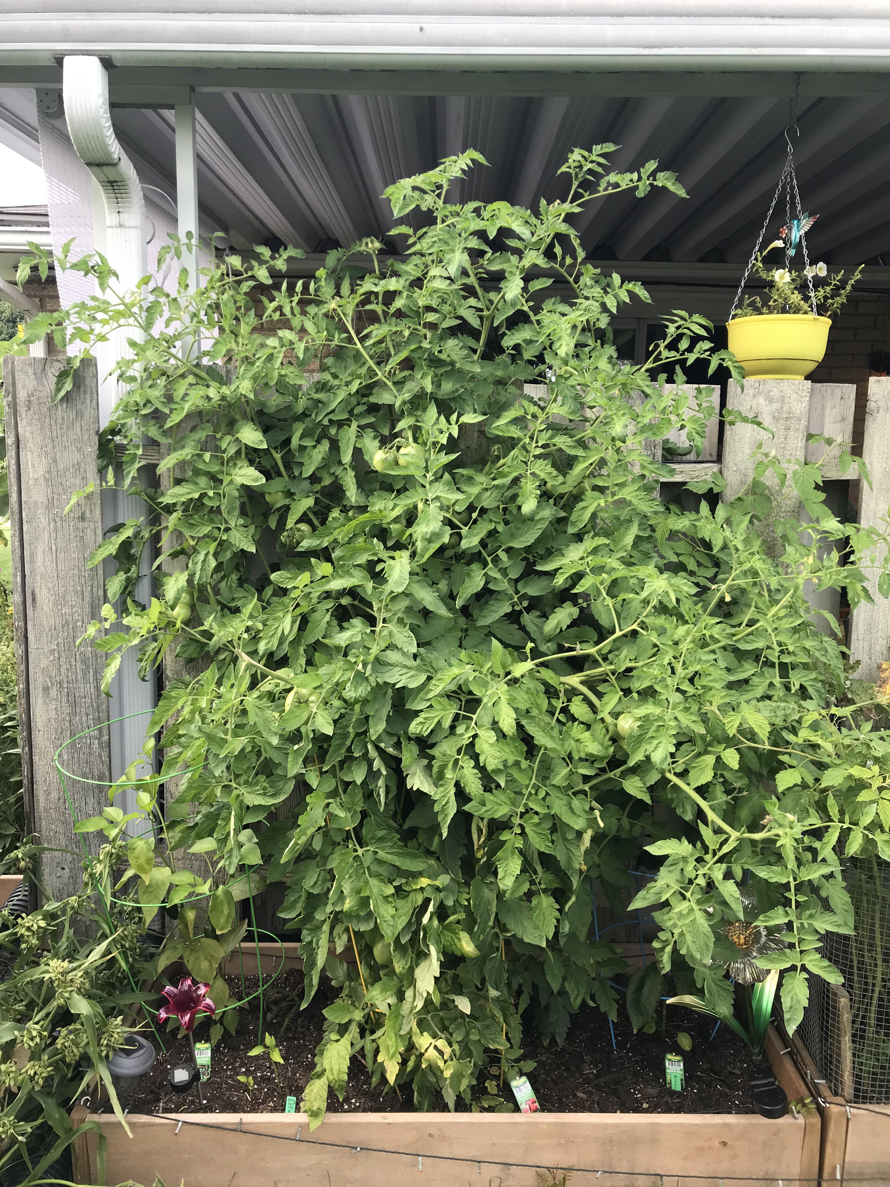 Tomato plant officially taller than I am.. maybe should have pruned but