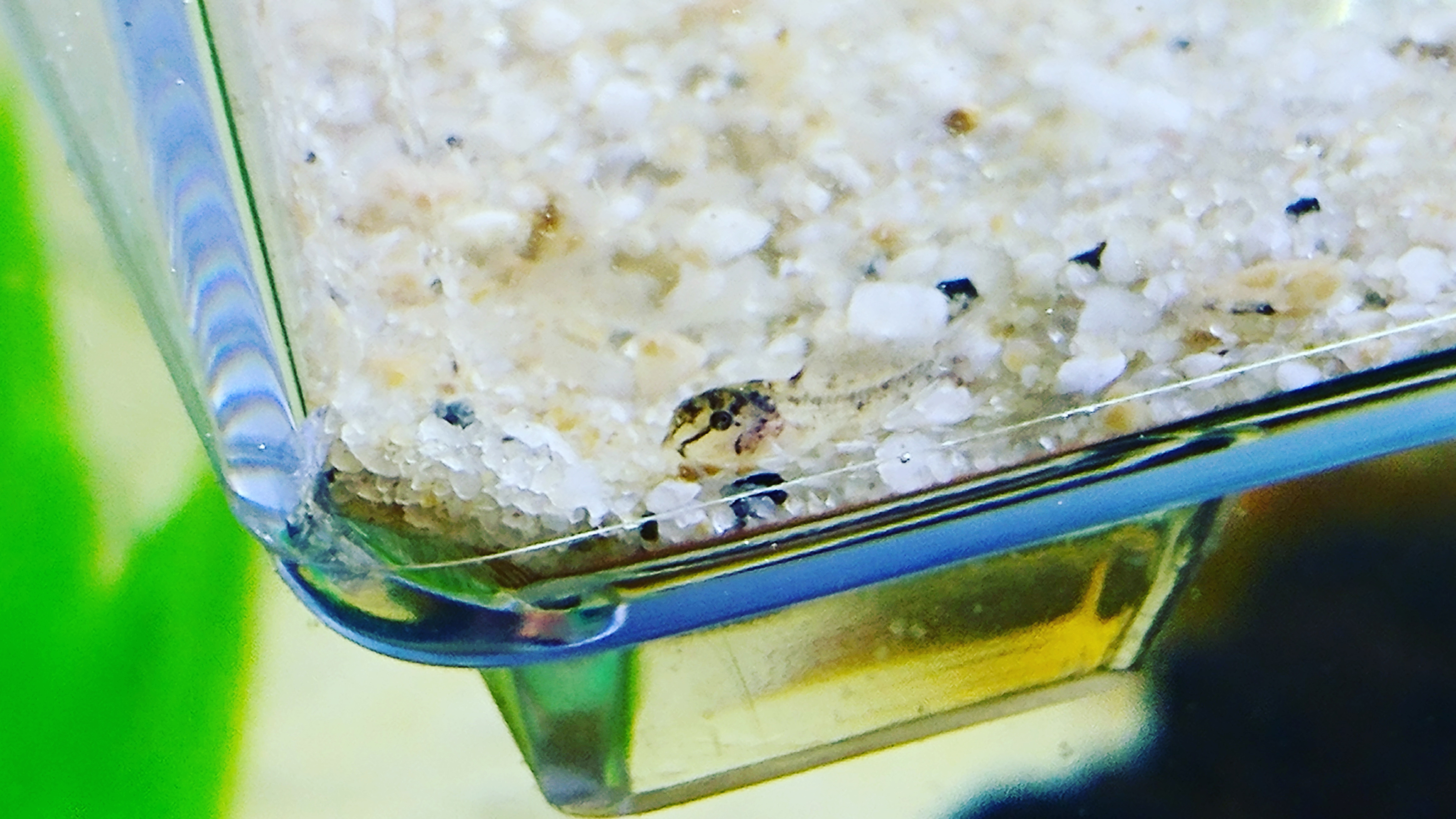 Corydoras fry. One of four, plus more hatching! r/Aquariums