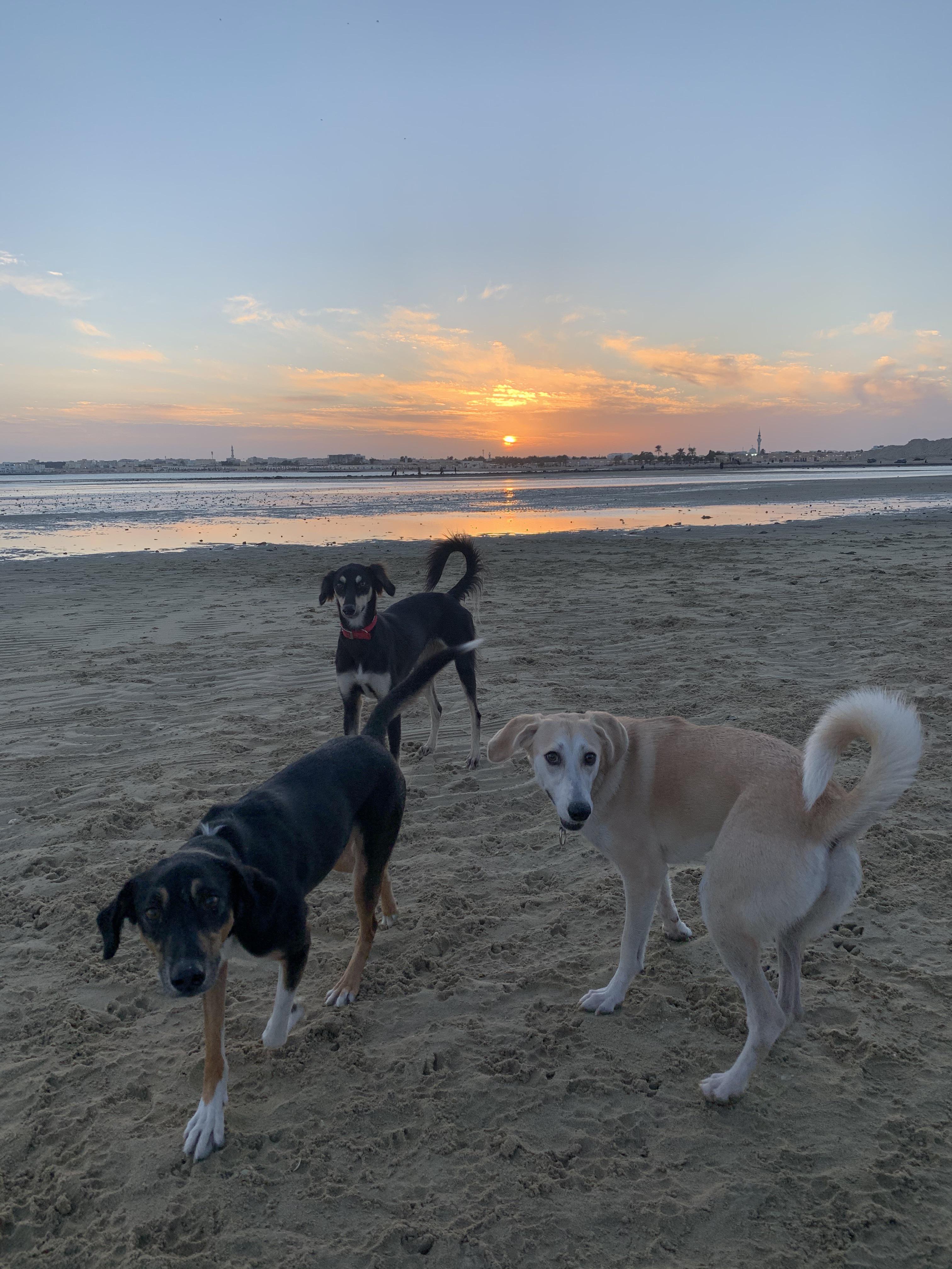 Took the dogs to Wakra Beach for the first time and they had a BLAST definitely it