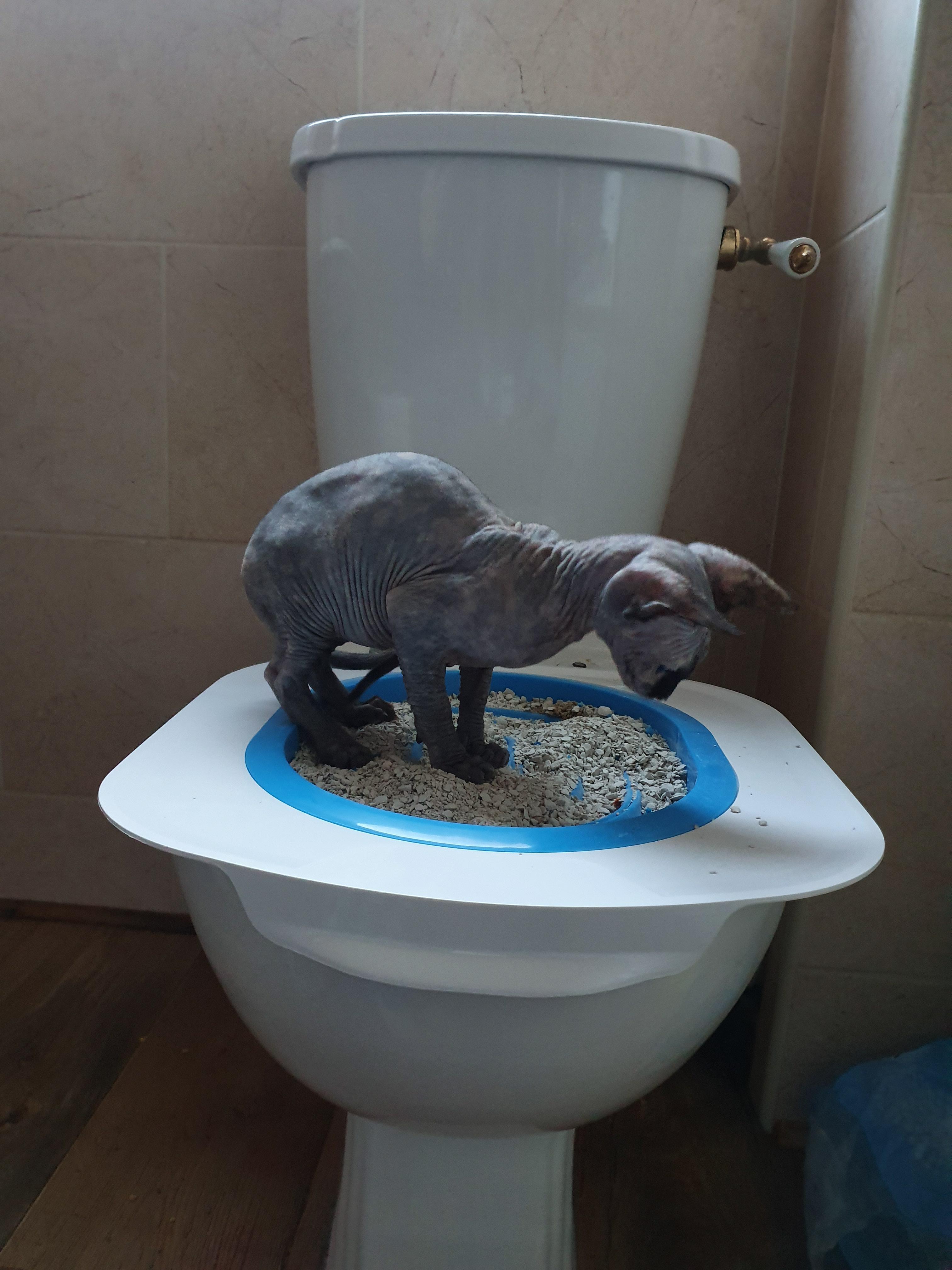 potty training! so far so good r/sphynx