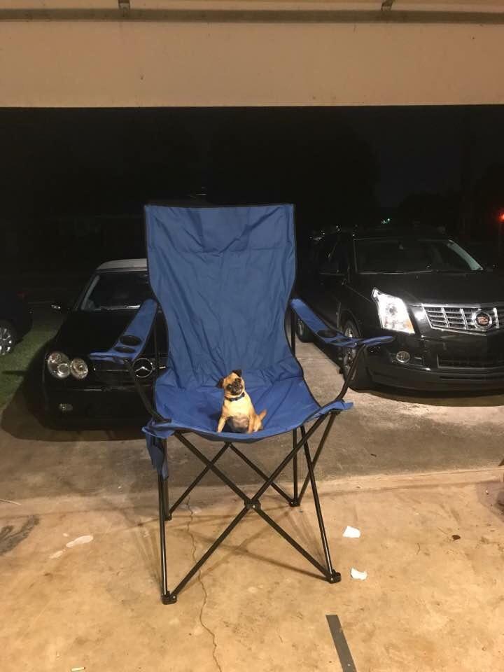 Reddit, say hello to Milo. He loves his new camp chair r/aww