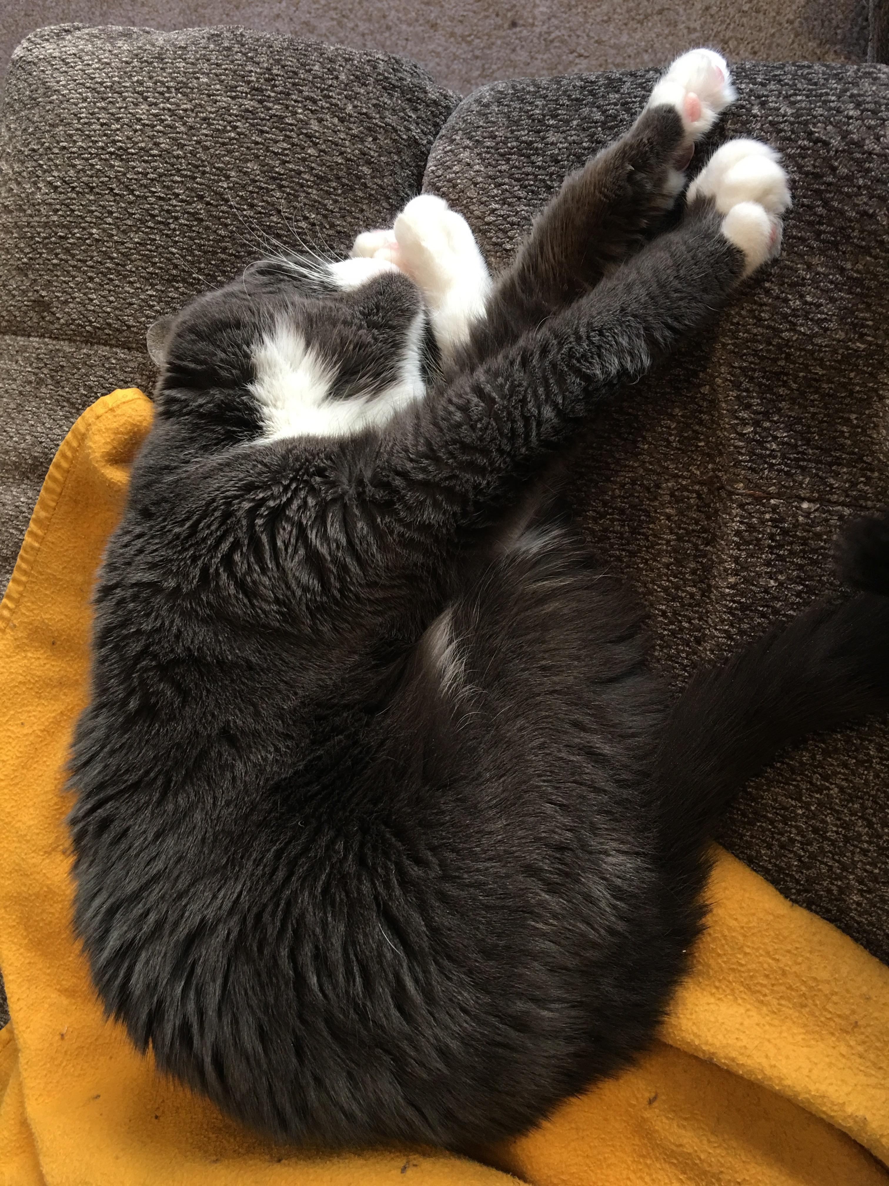 This puddle using its back feet as a pillow r/catsareliquid