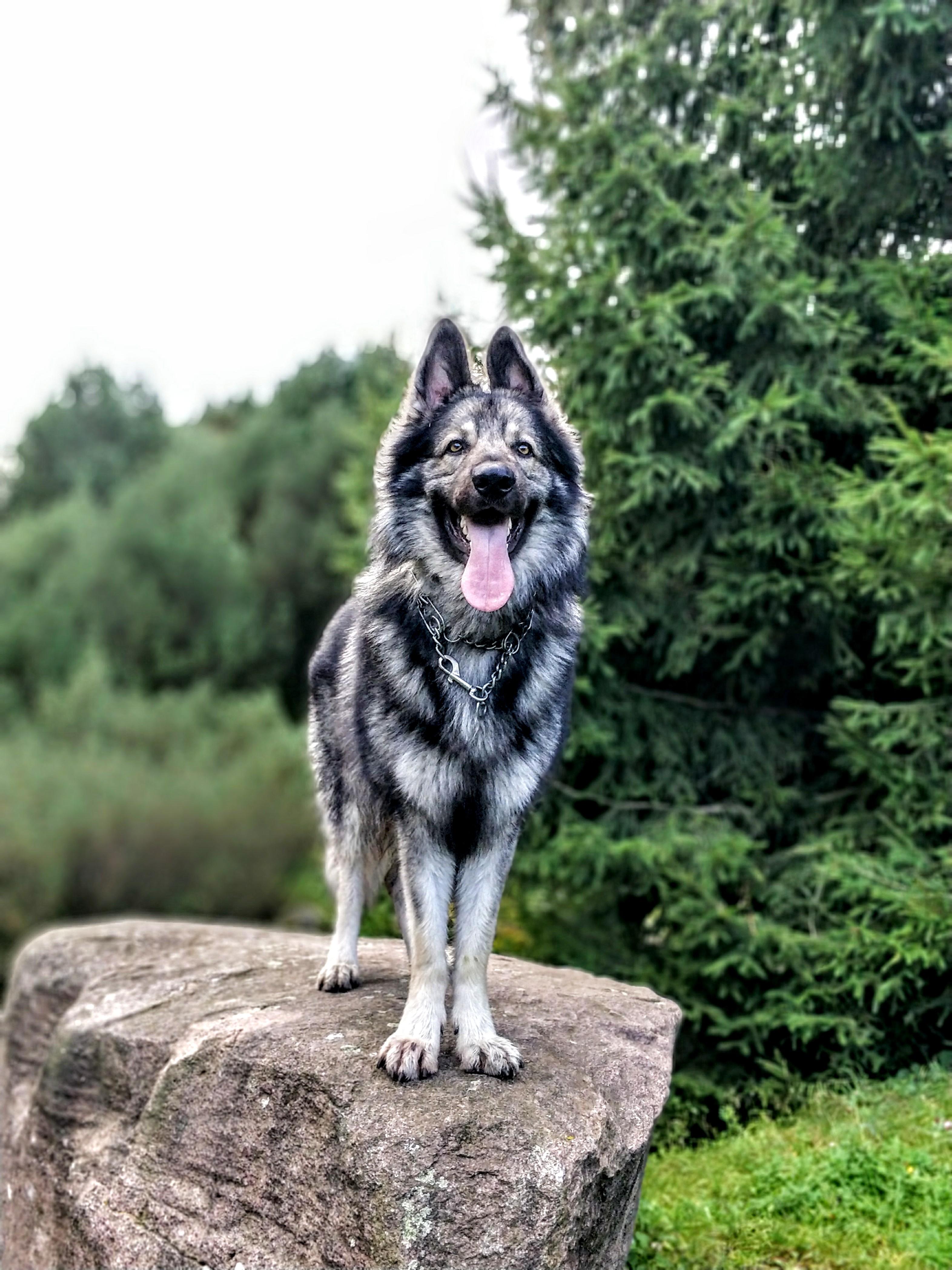 Black And White German Shepherd