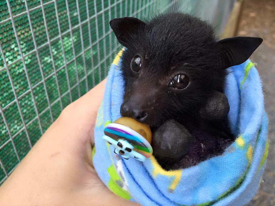 Bats can be damn adorable r/aww