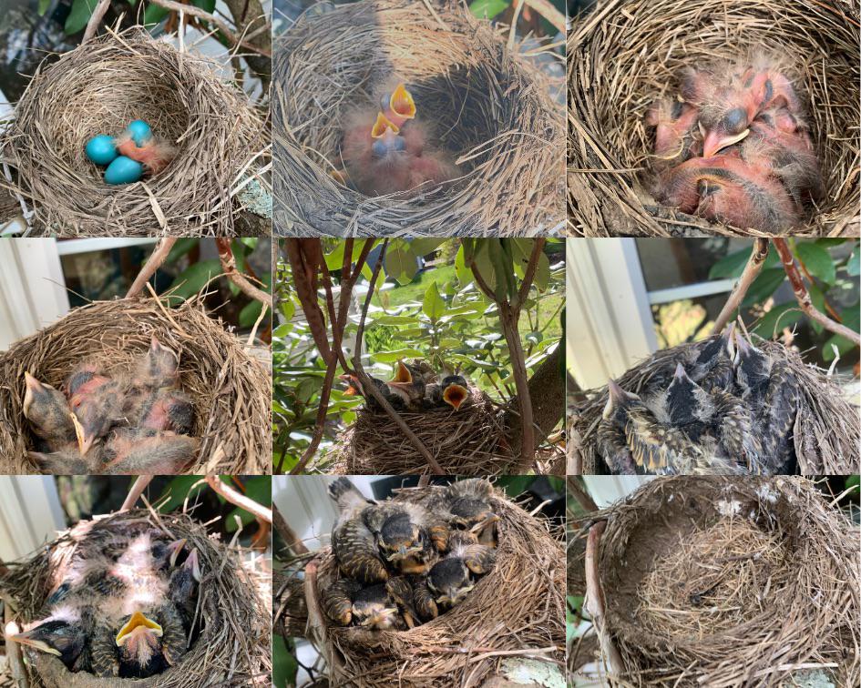 The evolution of baby robin chicks. Eggs to empty nest, east Hartford