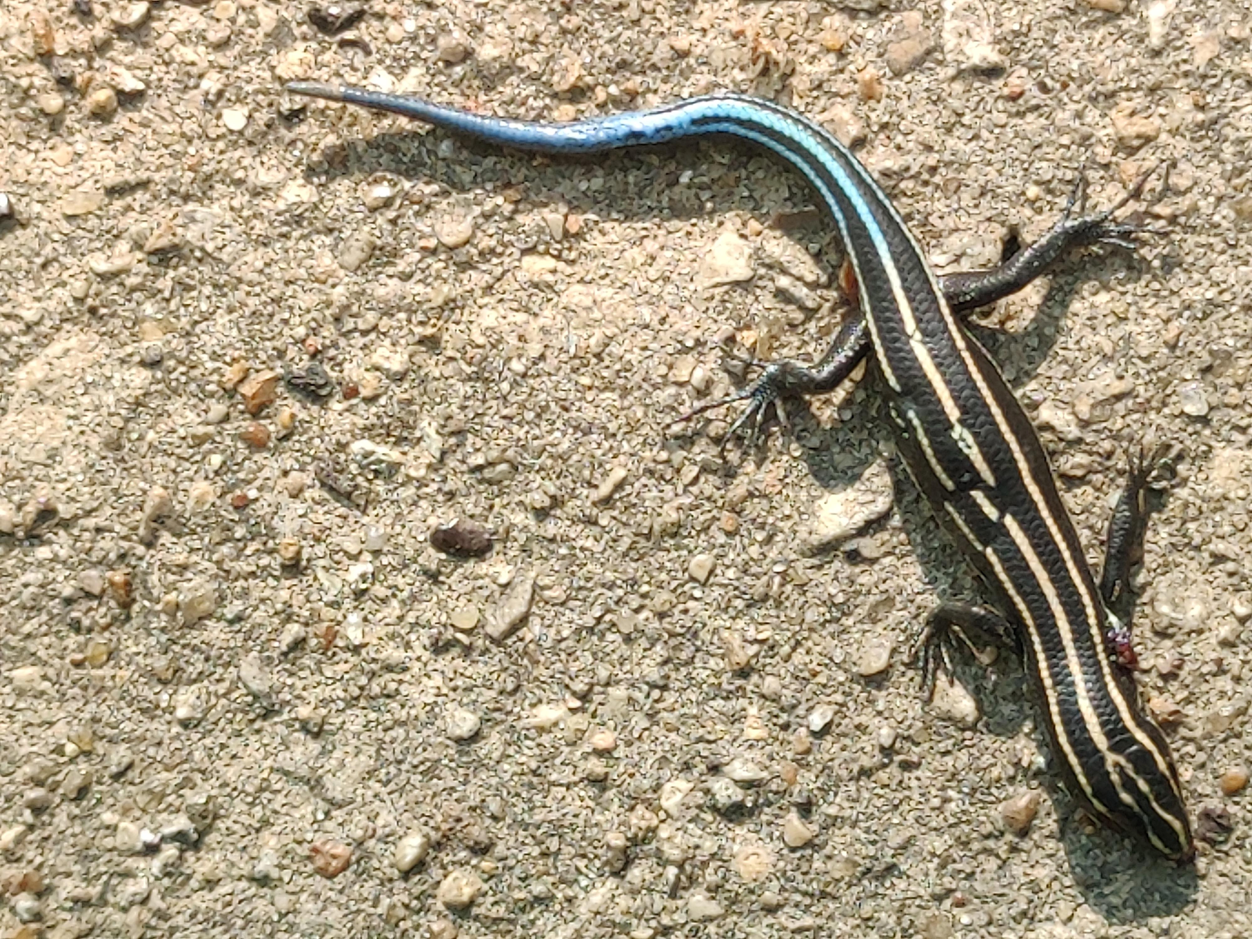 Pet Blue Tail Skink