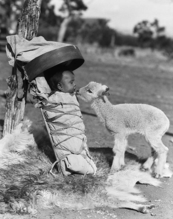 A curious lamb looks over a Navajo baby swaddled in a cradleboard