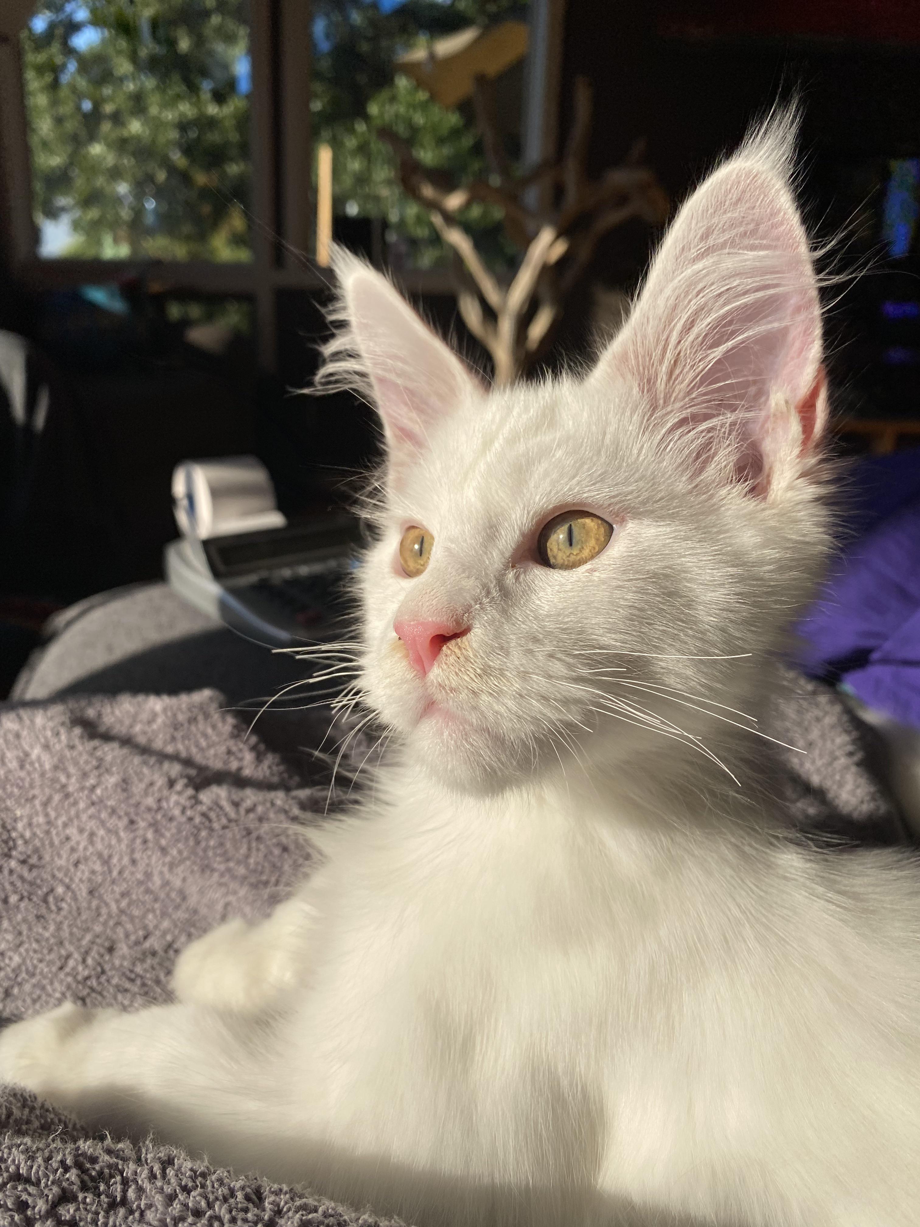 Do they ever grow into their ears? r/mainecoons