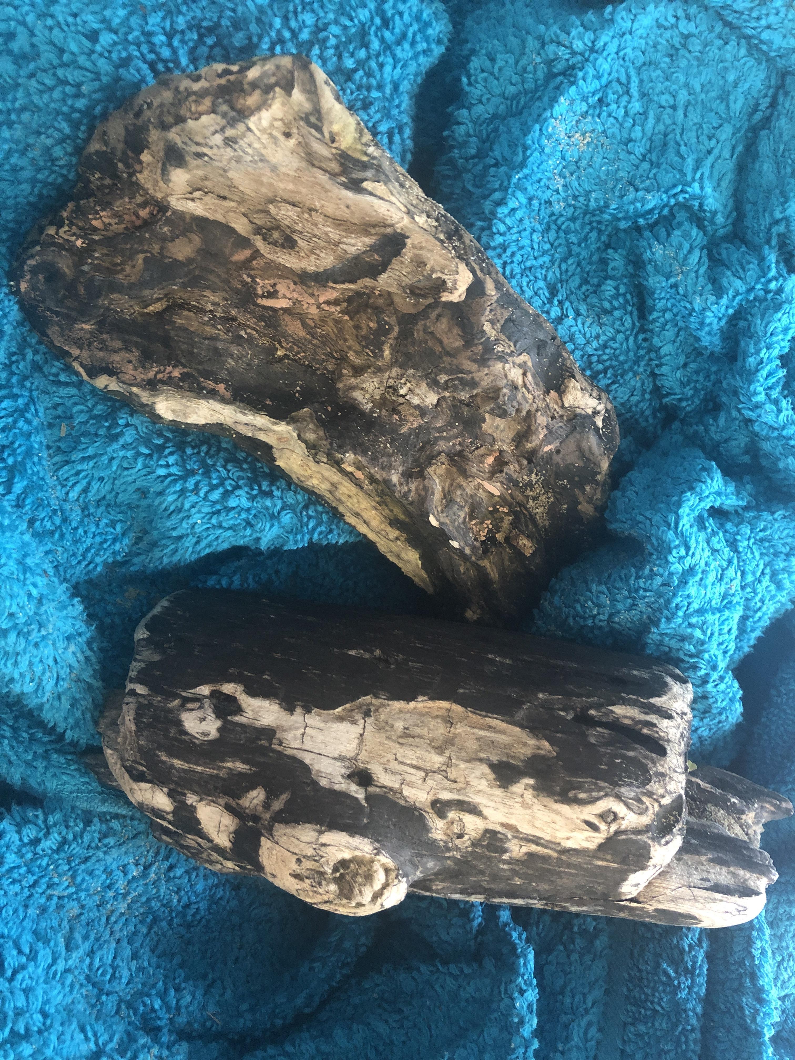 found wood i wanted to use for driftwood. does anyone know if this is