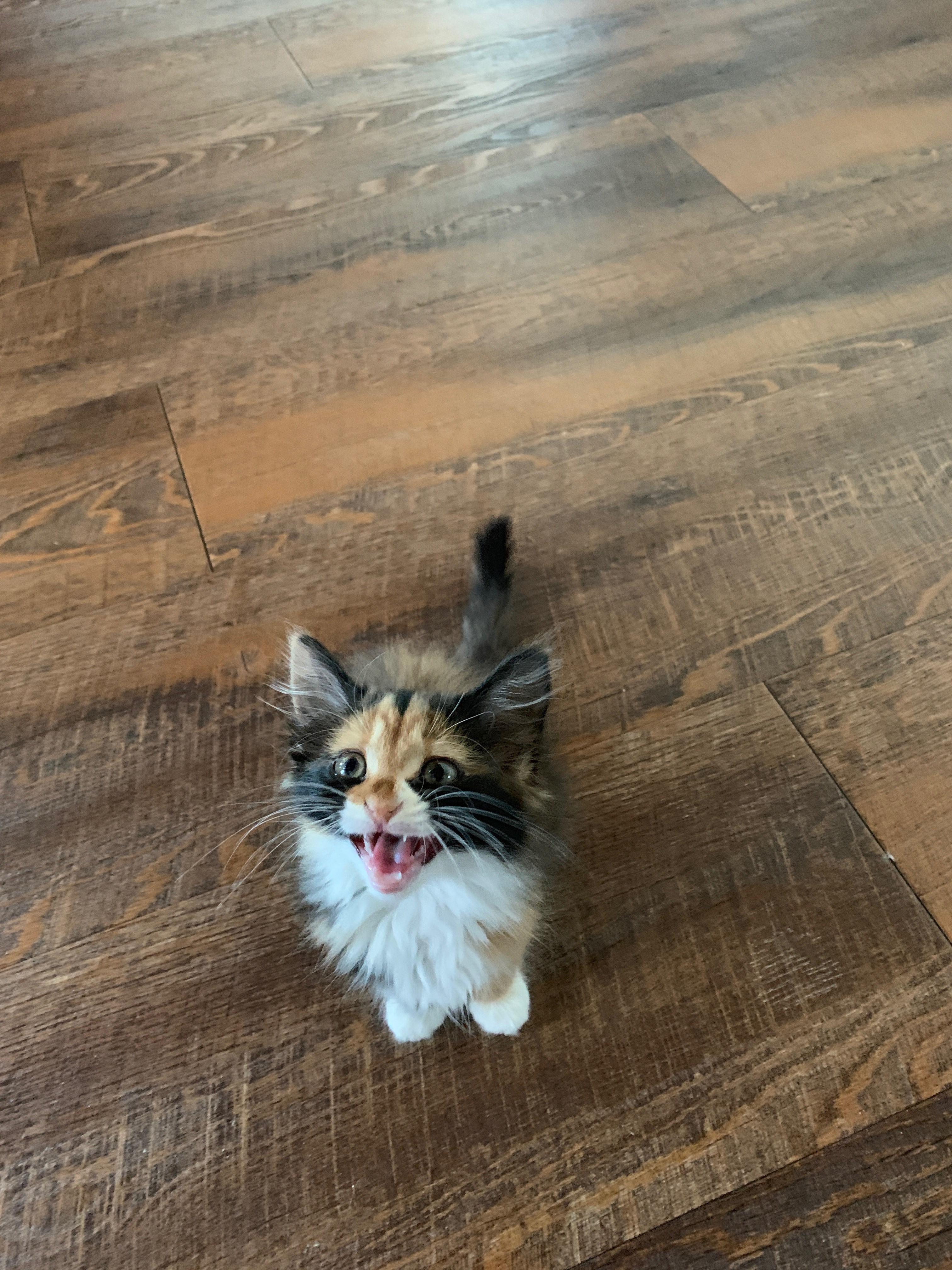 Stray kitten we adopted r/cats