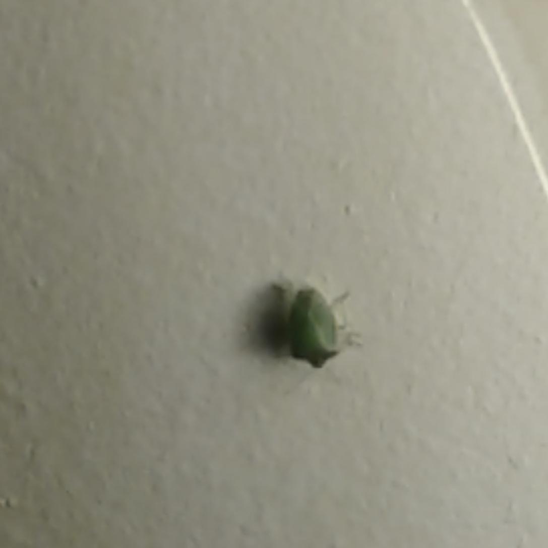 Lime green bug crawling on bedroom ceiling. What is it? Ontario canada