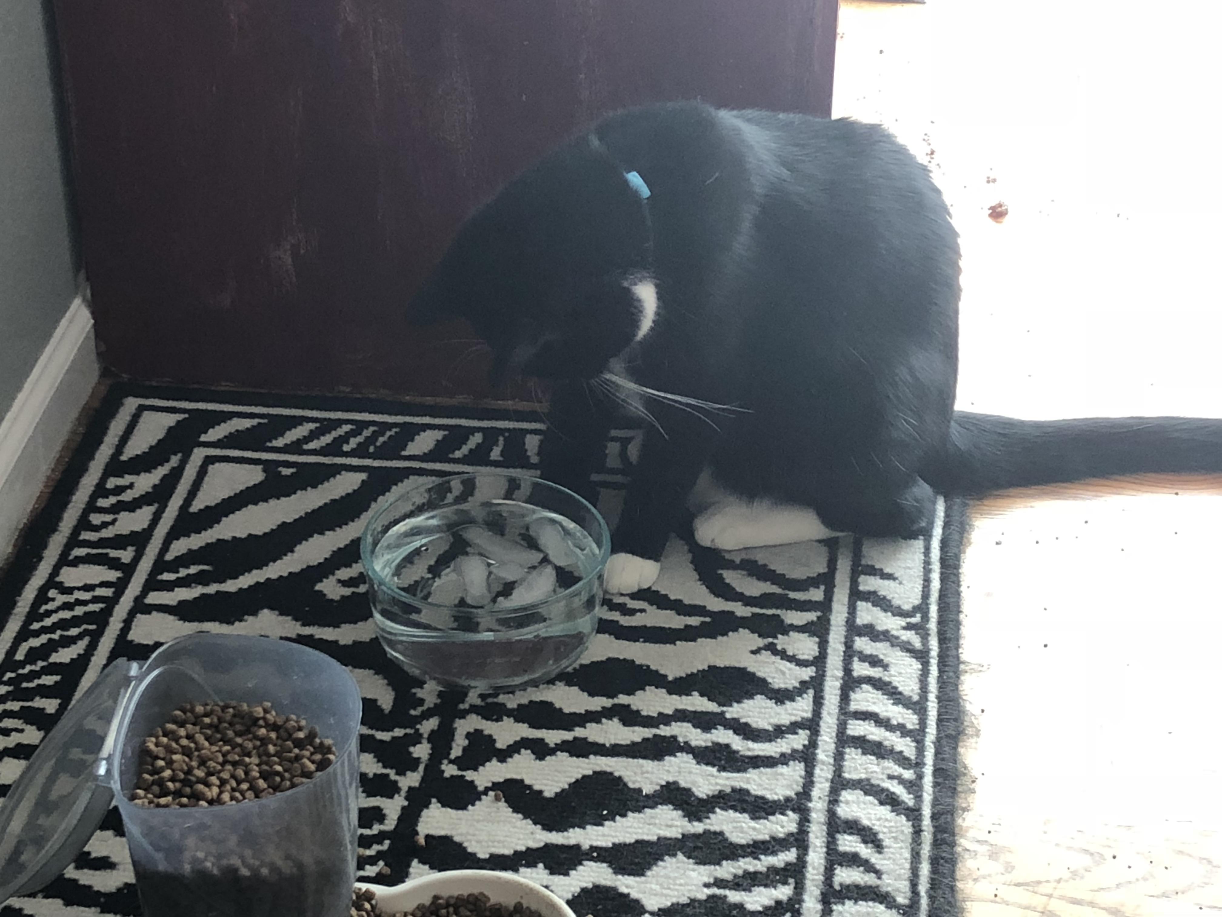 Put ice in his water sat like this for over 5 mins. r/cats