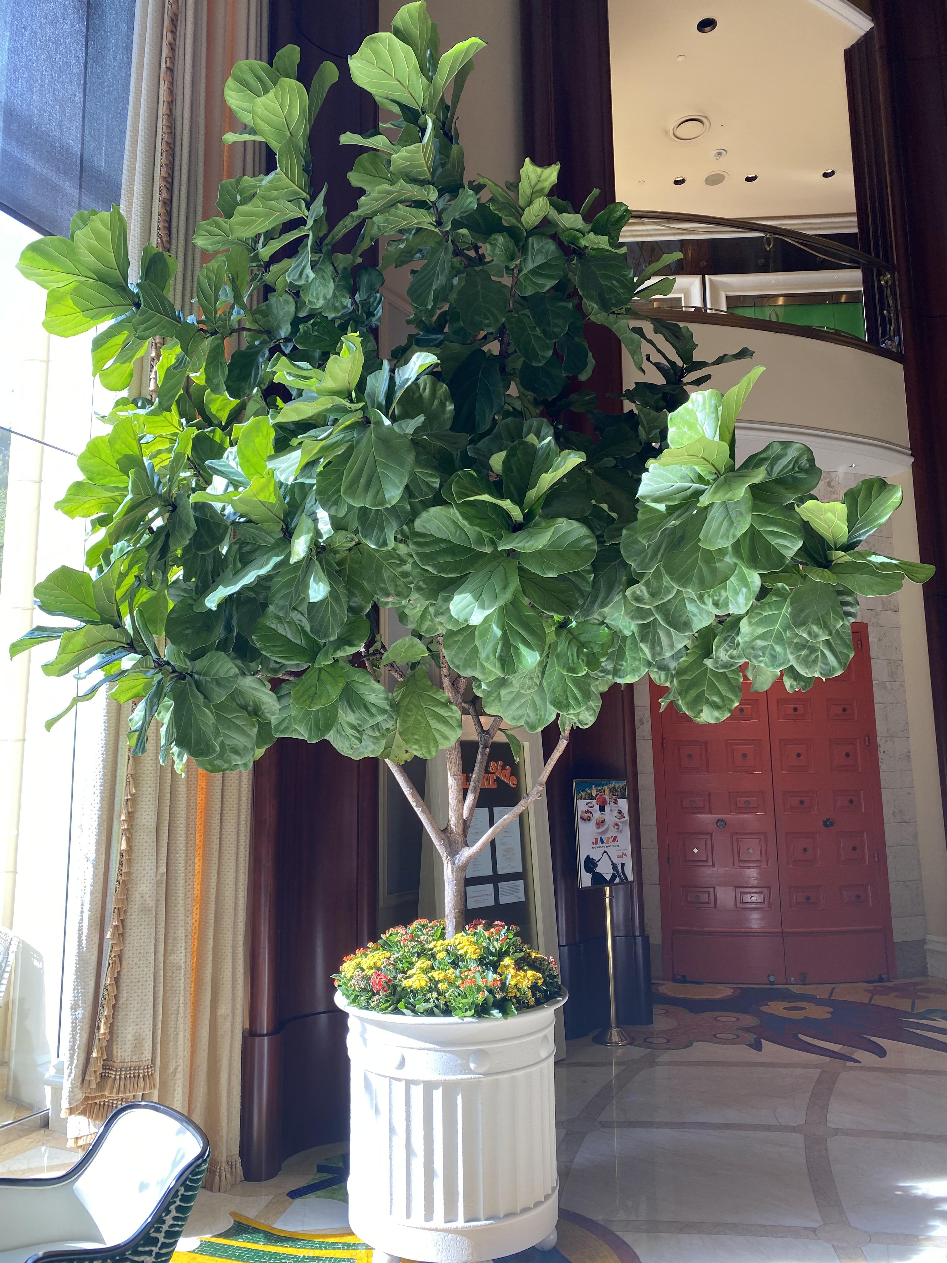 Beautiful huge plant in the Las Vegas. I had to go down and