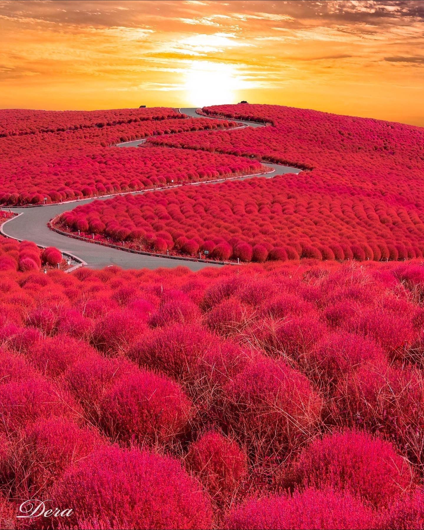 🔥 Hitachi Seaside Park, Japan r/NatureIsFuckingLit
