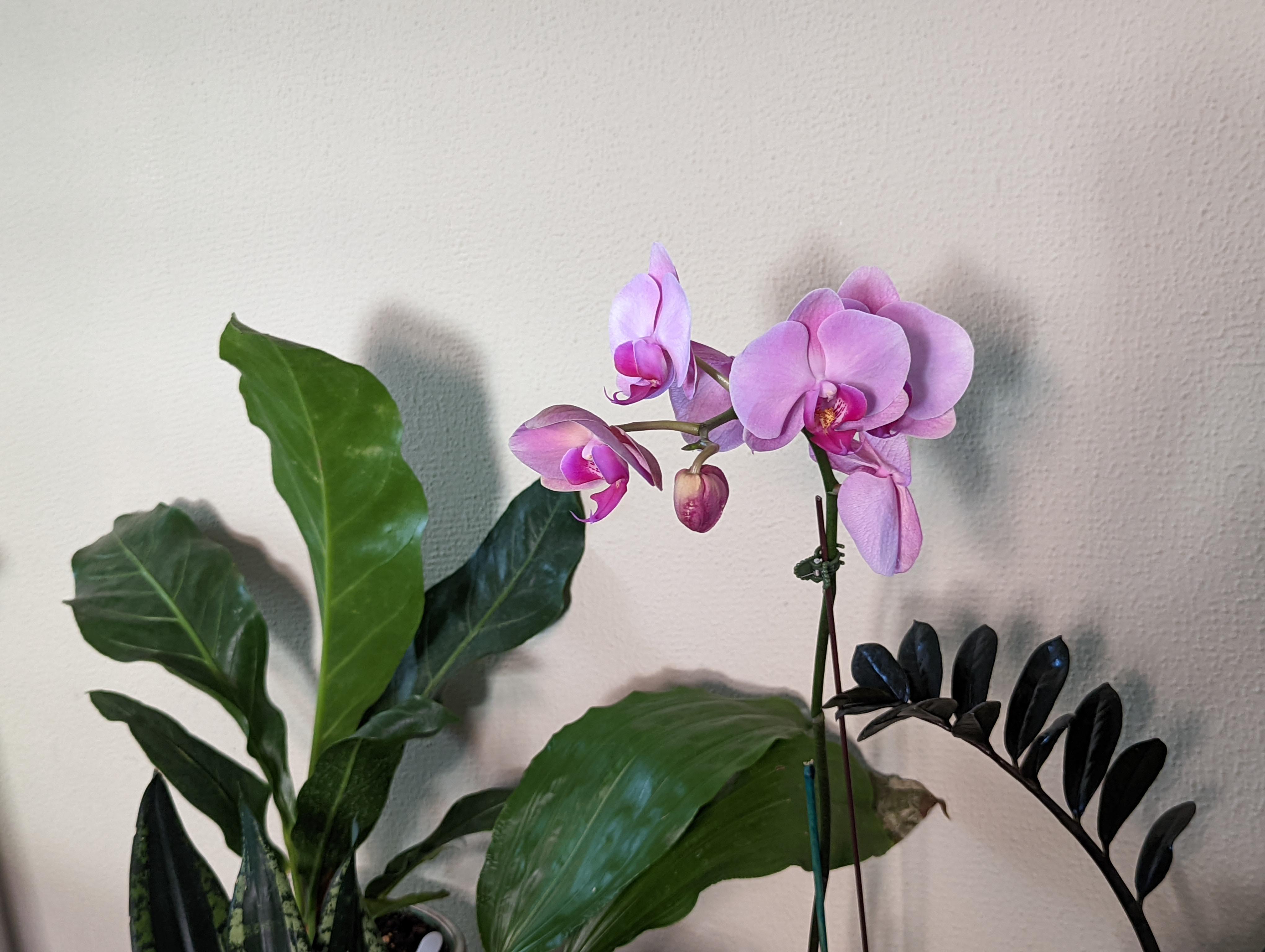 This is the only orchid I've kept alive for more than a few weeks and