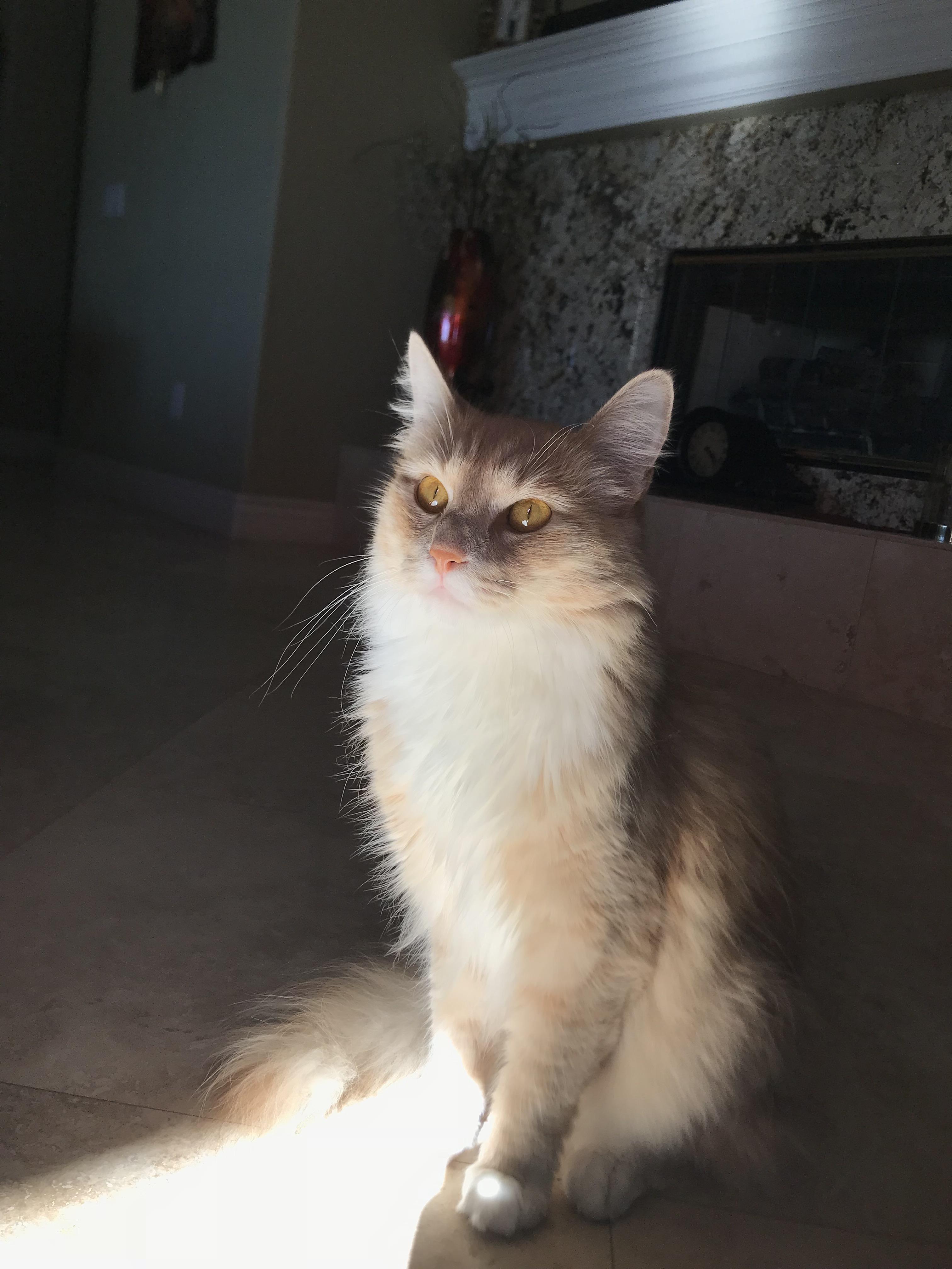 The most majestic cat to ever live r/cats