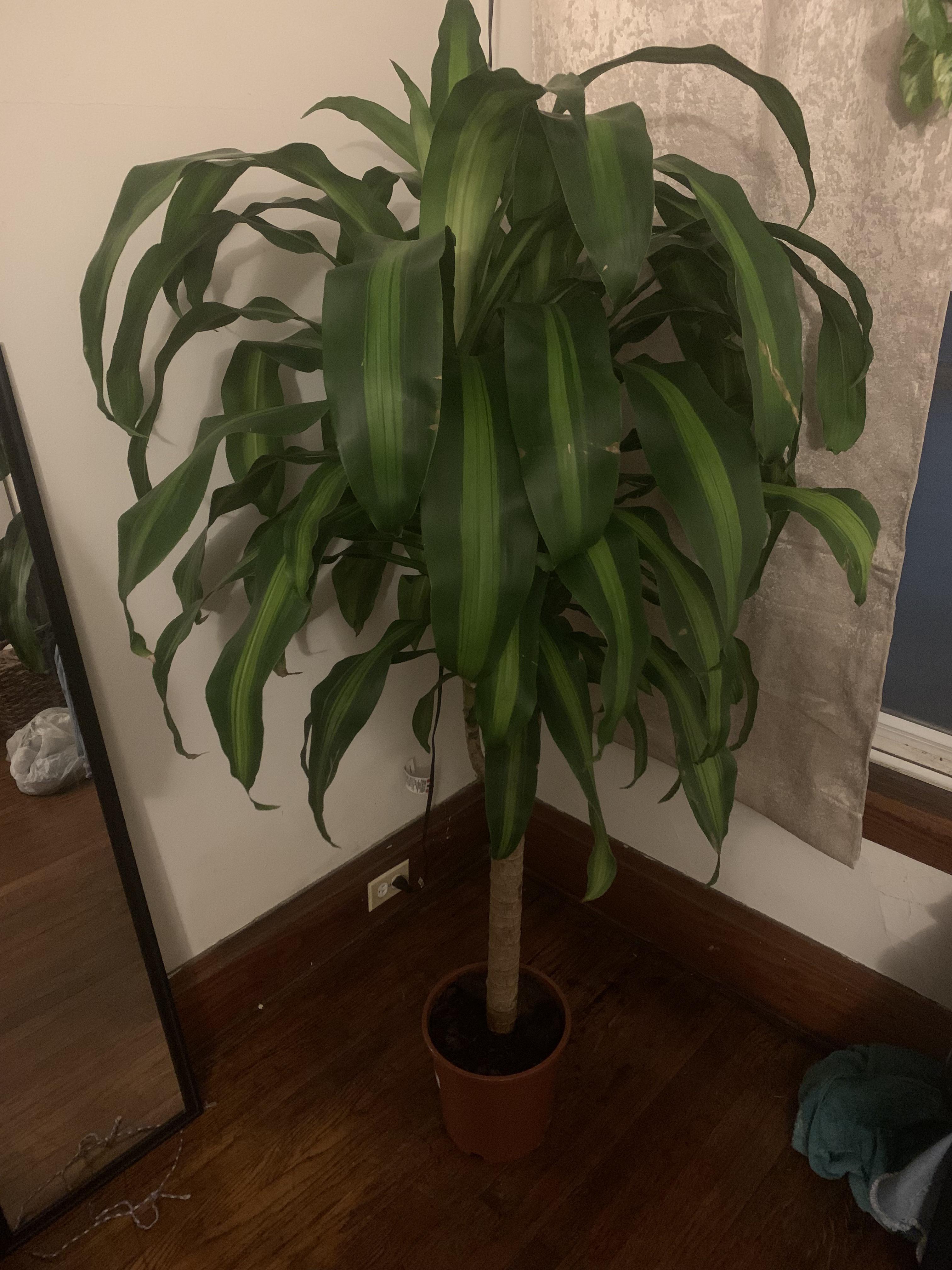 What is this plant called r/plants