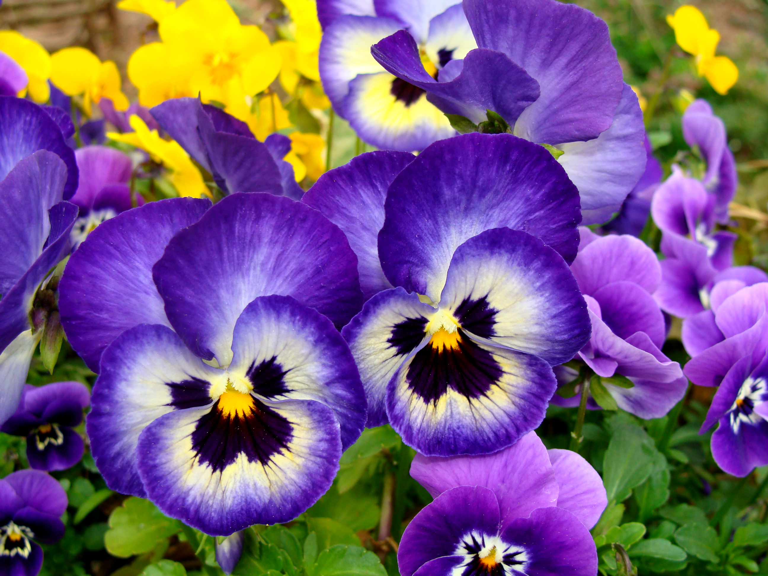 Pansies r/flowers
