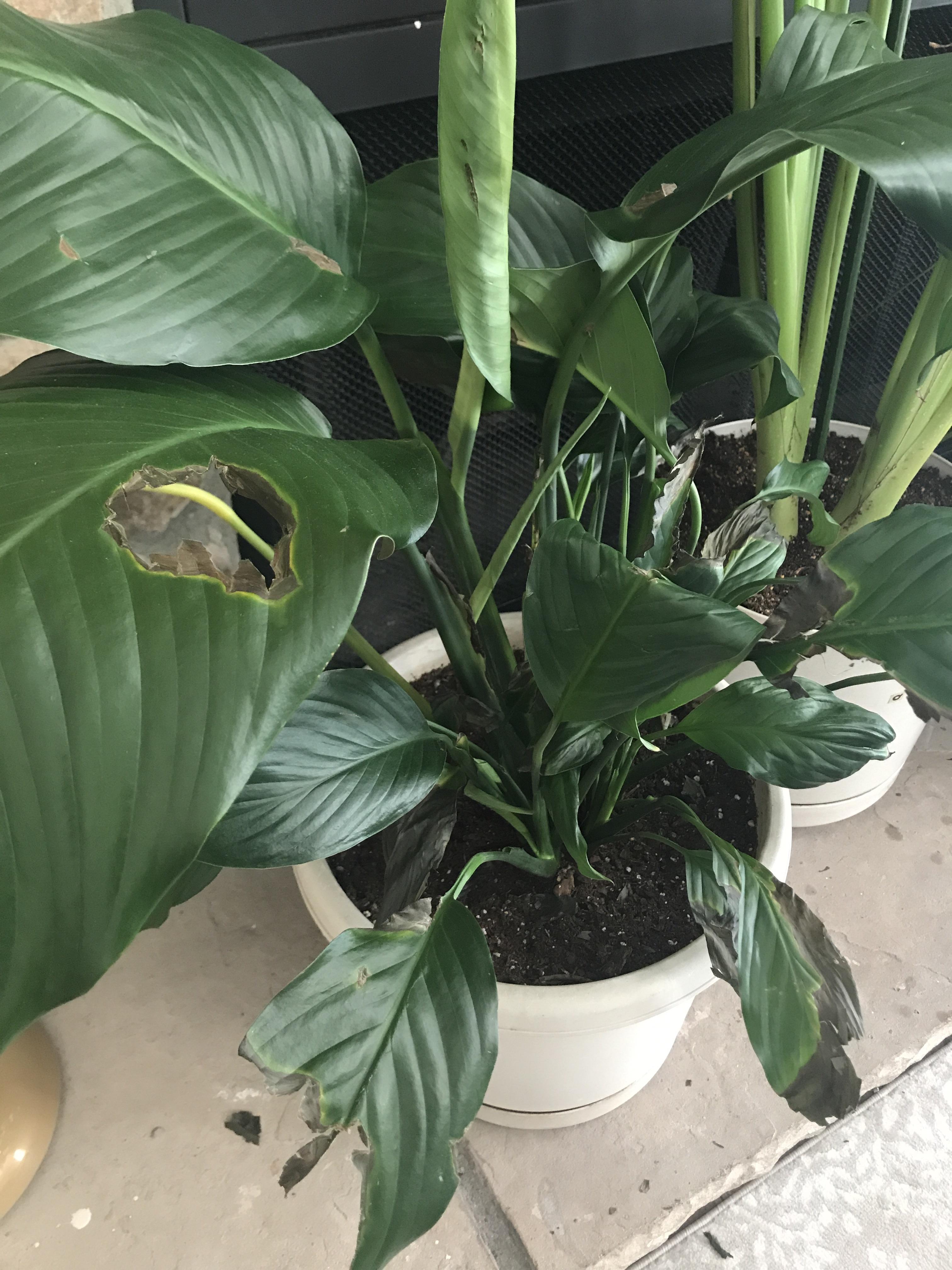 Peace lily gets black and crunchy! Why?! Neighbor birds of paradise has