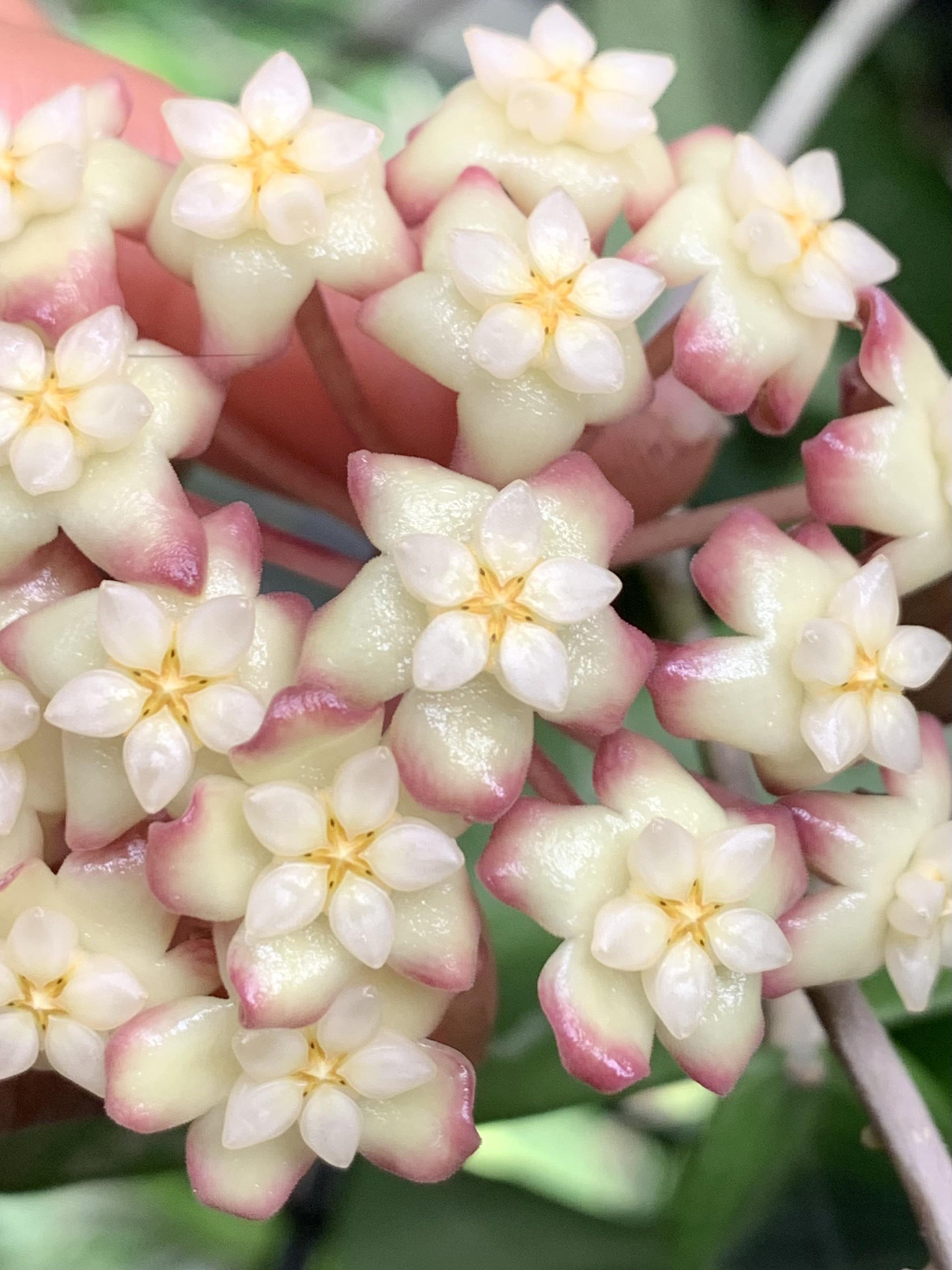 Hoya ‘Jennifer’ bloomed last night 💞 it smells wonderful r/hoyas